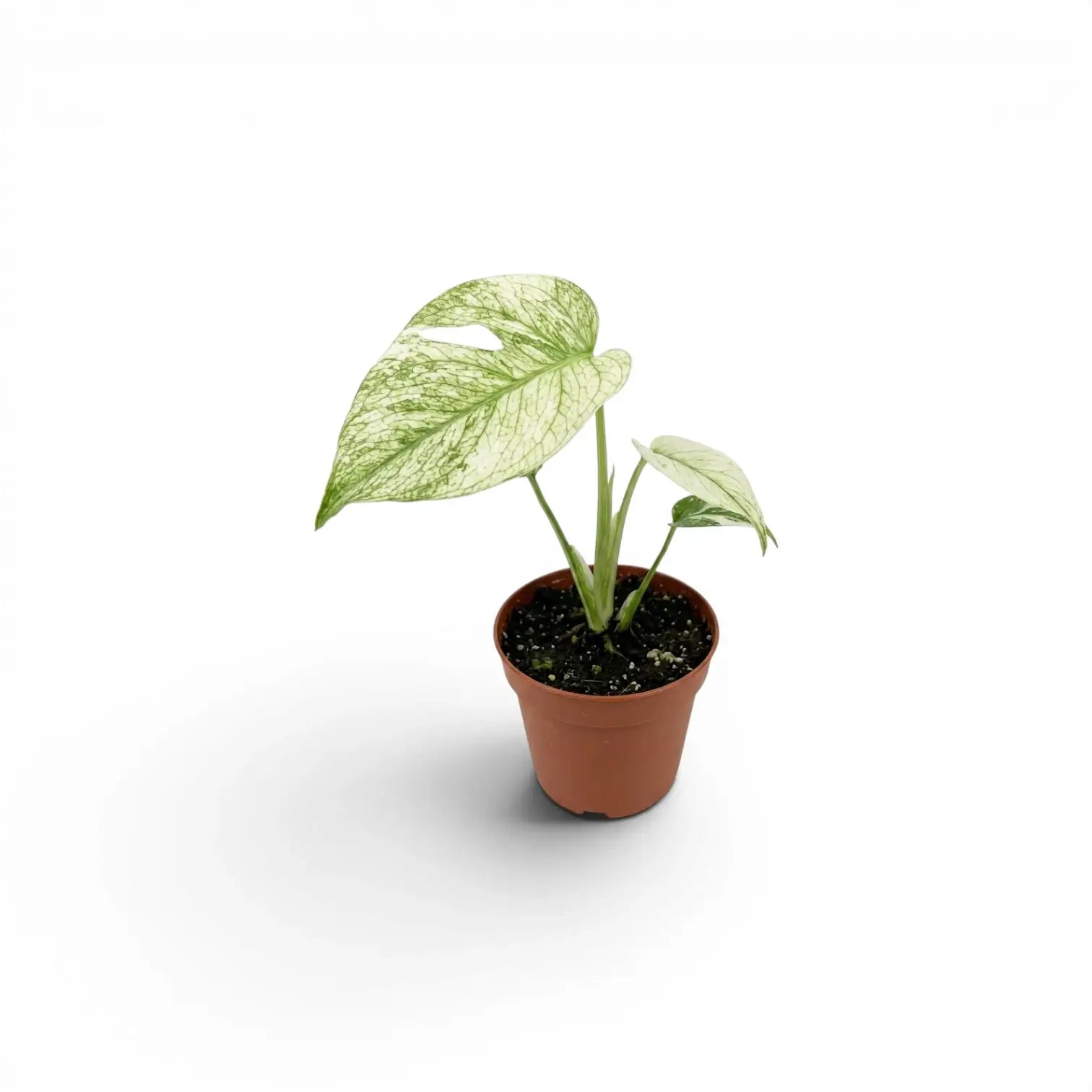 Monstera Mint potted plant with mint green leaves on a white background