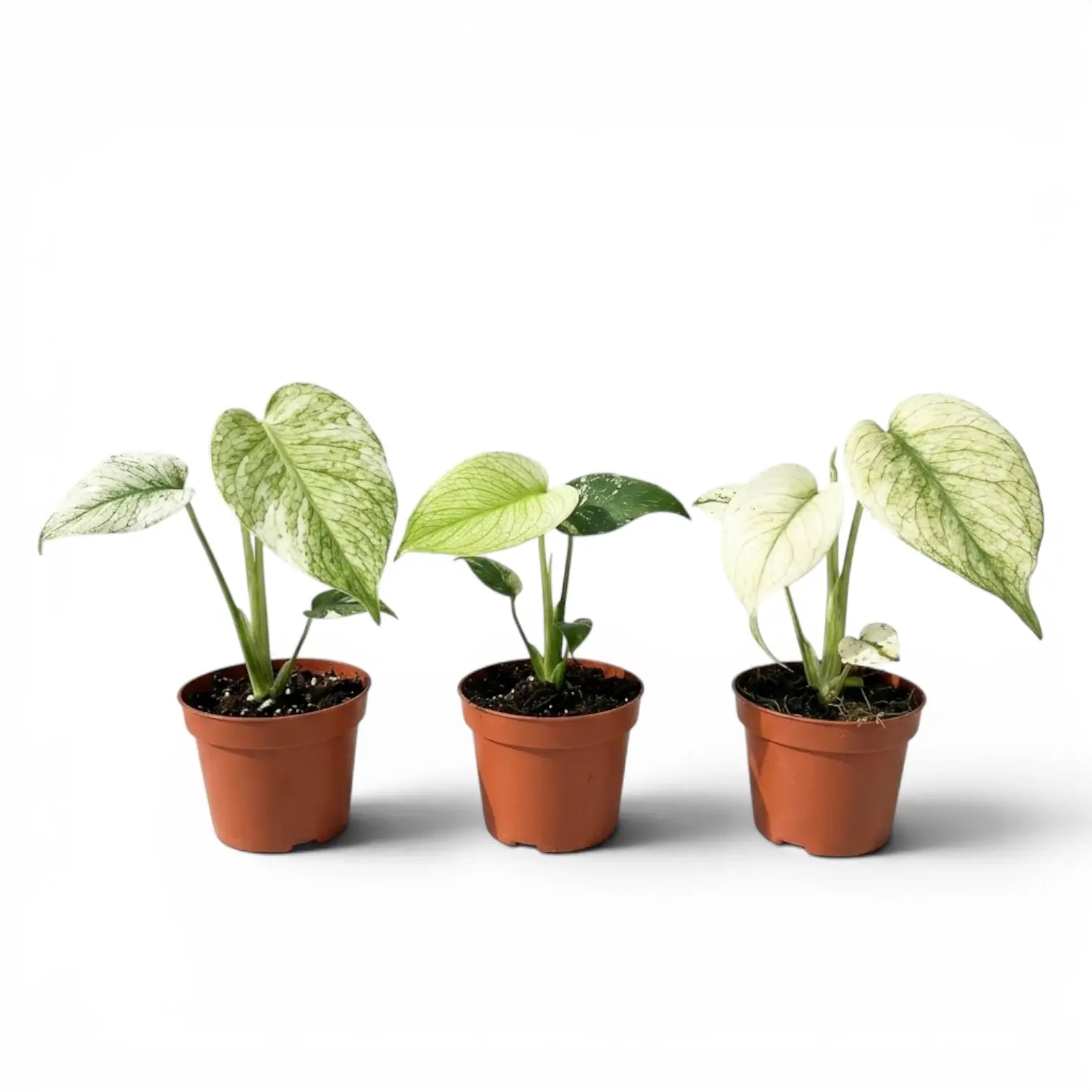 Three potted Monstera Mint baby plants with mint-green leaves in nursery pots on a white background