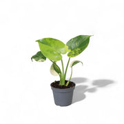 Monstera deliciosa var. borsigiana 'Aurea variegata' – Zimmerpflanze im Kulturtopf auf weißem Hintergrund, Produktfoto 4.