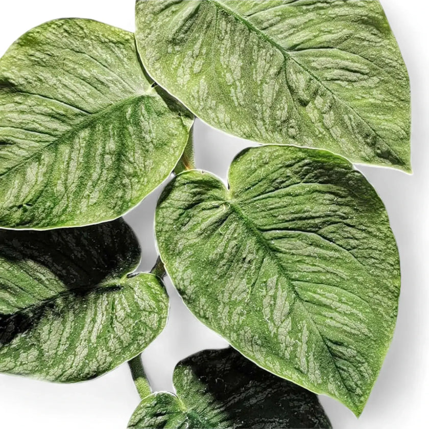 Nahaufnahme eines Blatts von Monstera dubia vor weißem Hintergrund.