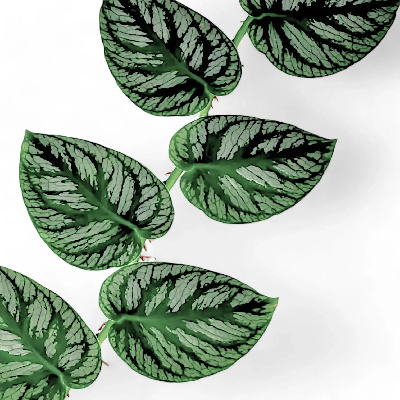 Monstera dubia – Zimmerpflanze im Kulturtopf auf weißem Hintergrund, Produktfoto 11.