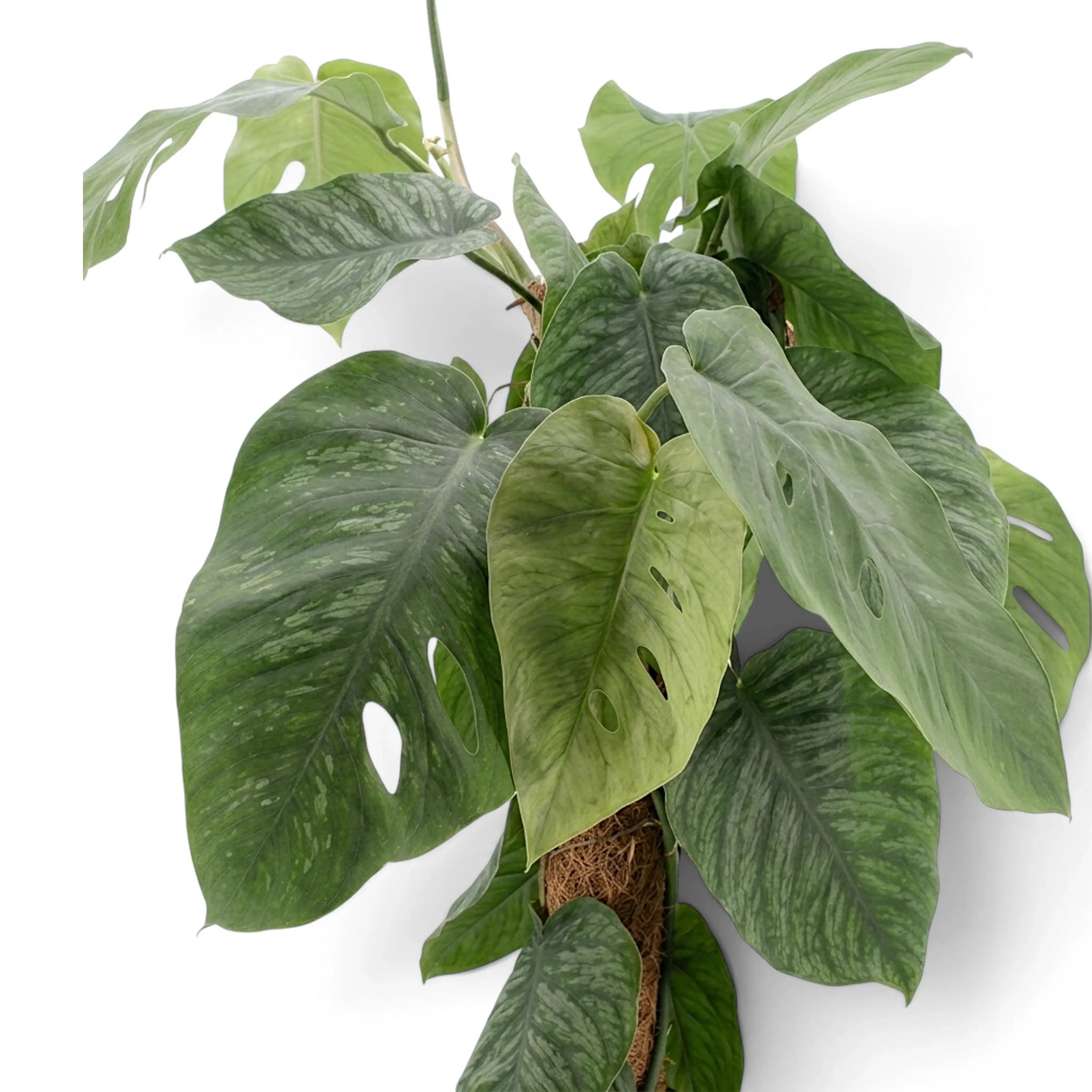 Close-up of mature fenestrated Monstera dubia leaves at the top of a moss pole