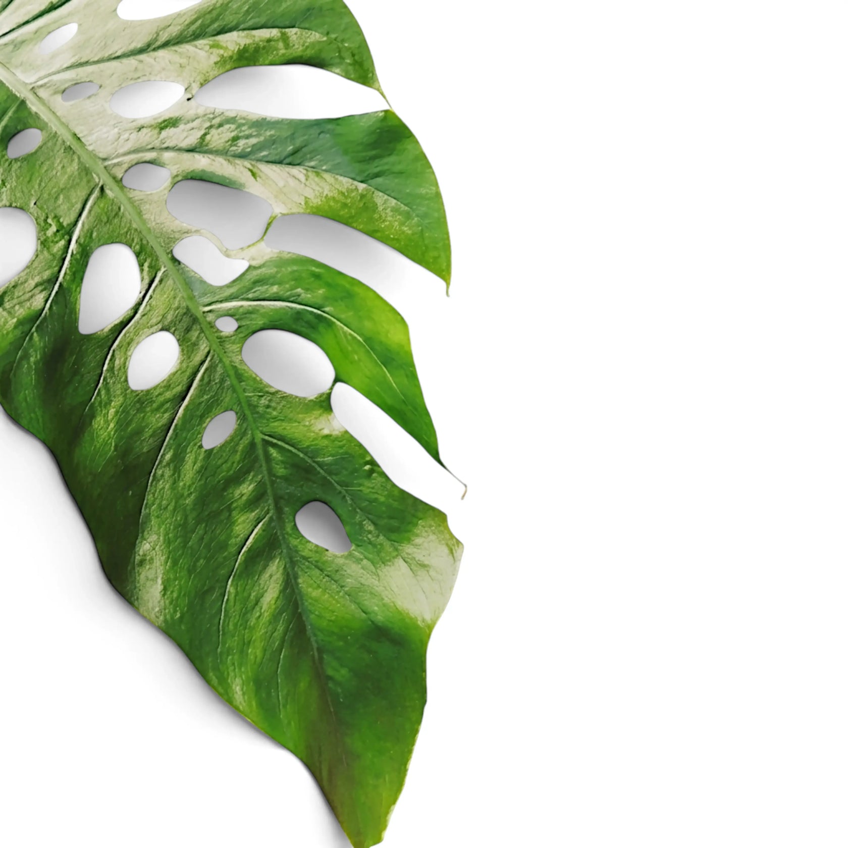 Mature Monstera dubia leaf with cream variegation and large natural openings