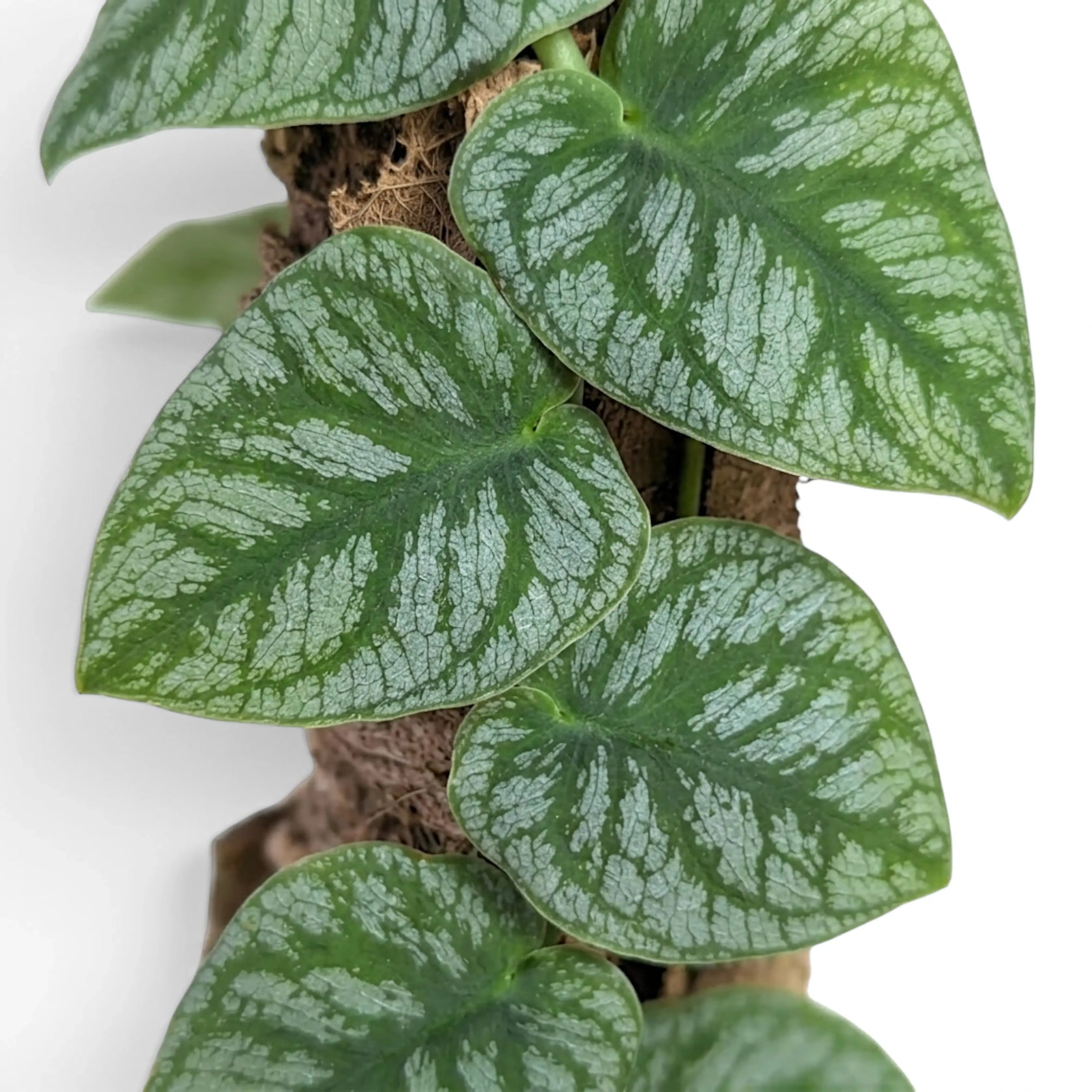 Close-up of Monstera dubia leaves lying flat against a moss pole