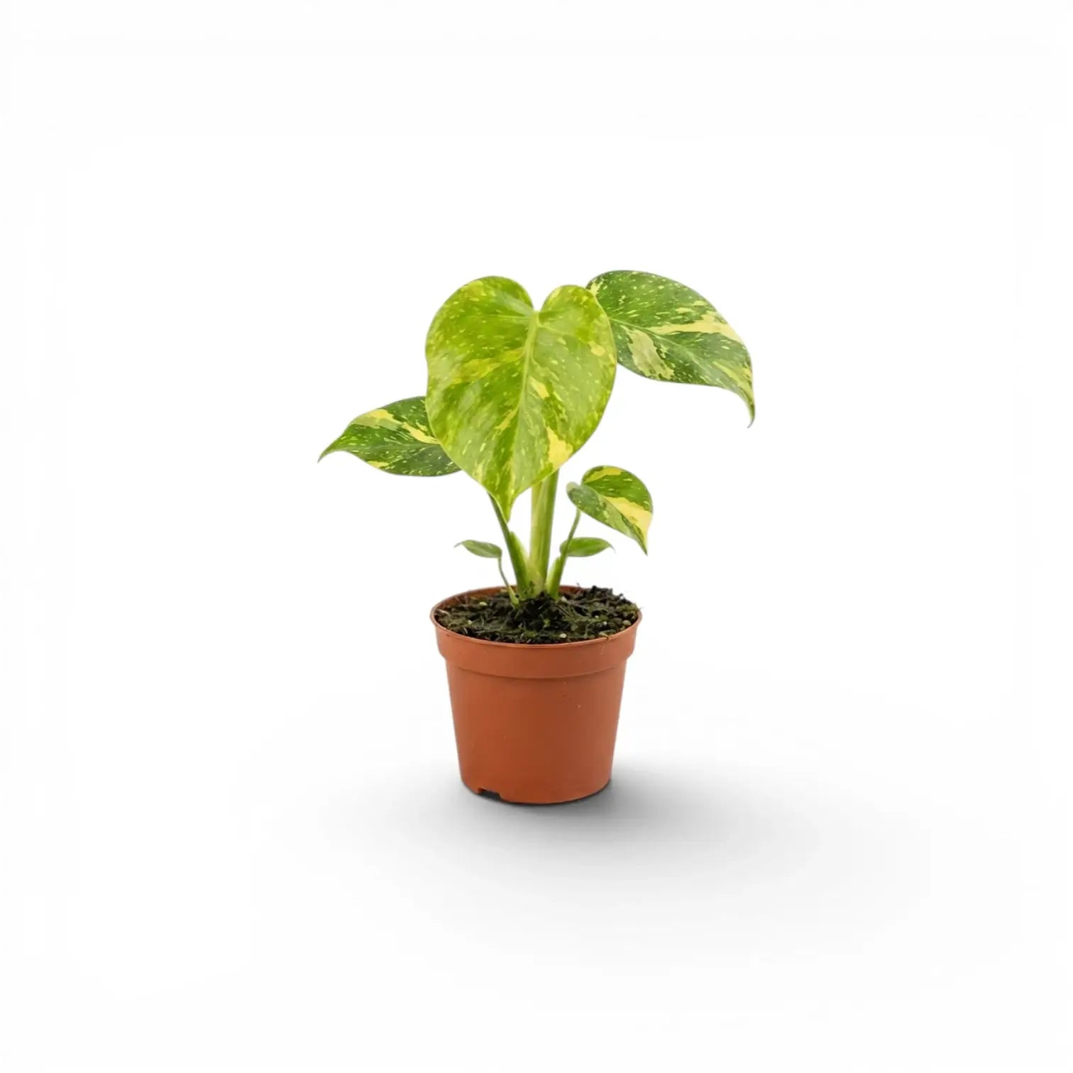 Monstera ‘Electrolyte’ baby plant with several yellow-marbled green leaves in a terracotta nursery pot.