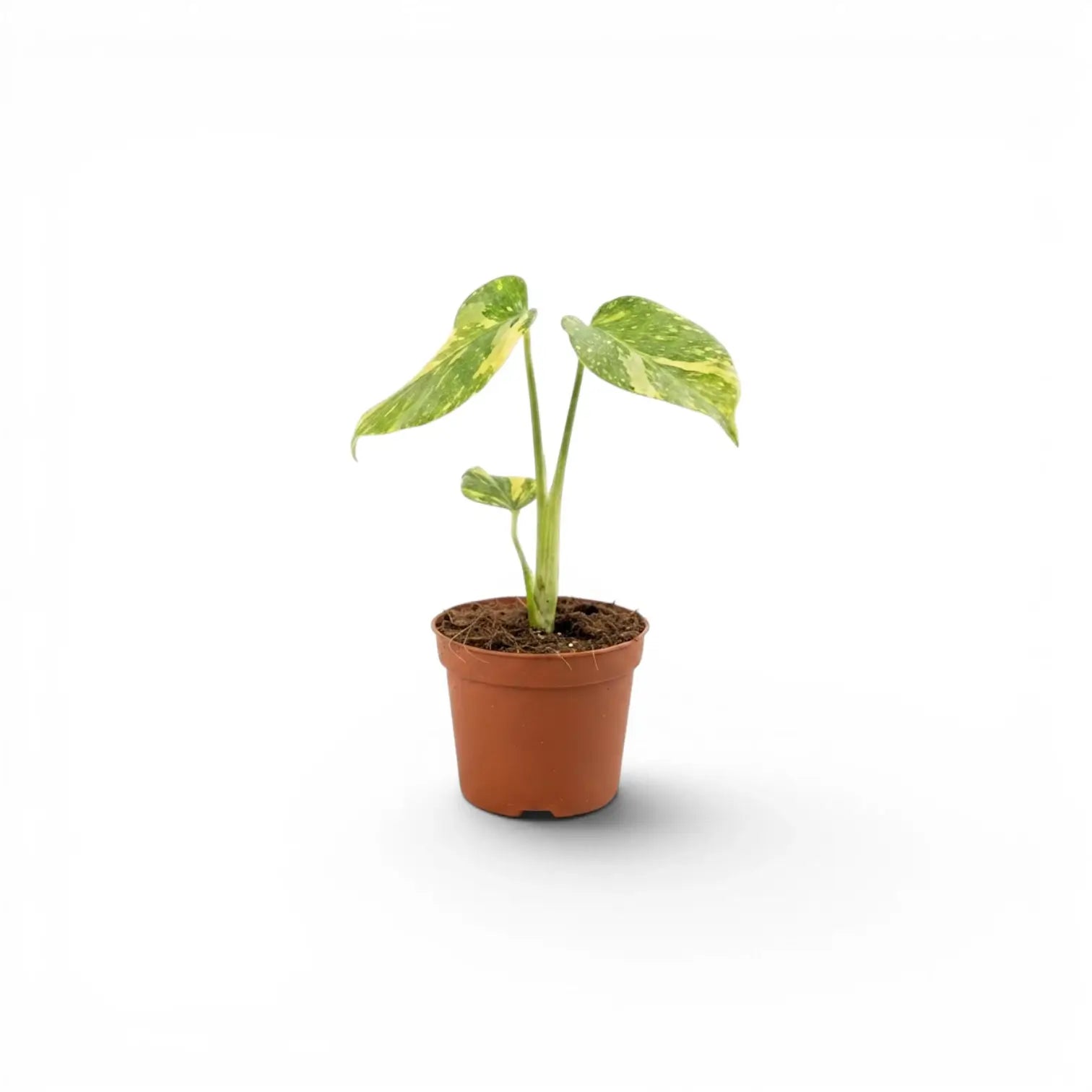Monstera ‘Electrolyte’ baby plant with three lightly marbled green leaves in a terracotta nursery pot.