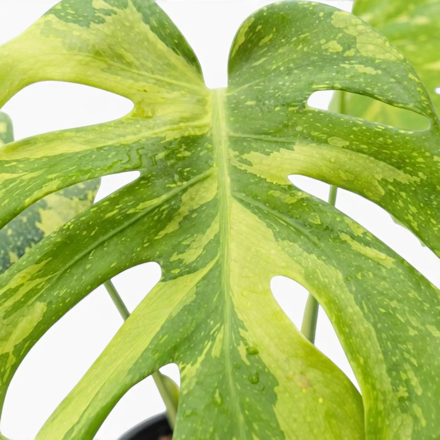 Monstera ‘Electrolyte’ fenestrated leaf with yellow-green marbling and fine speckling.