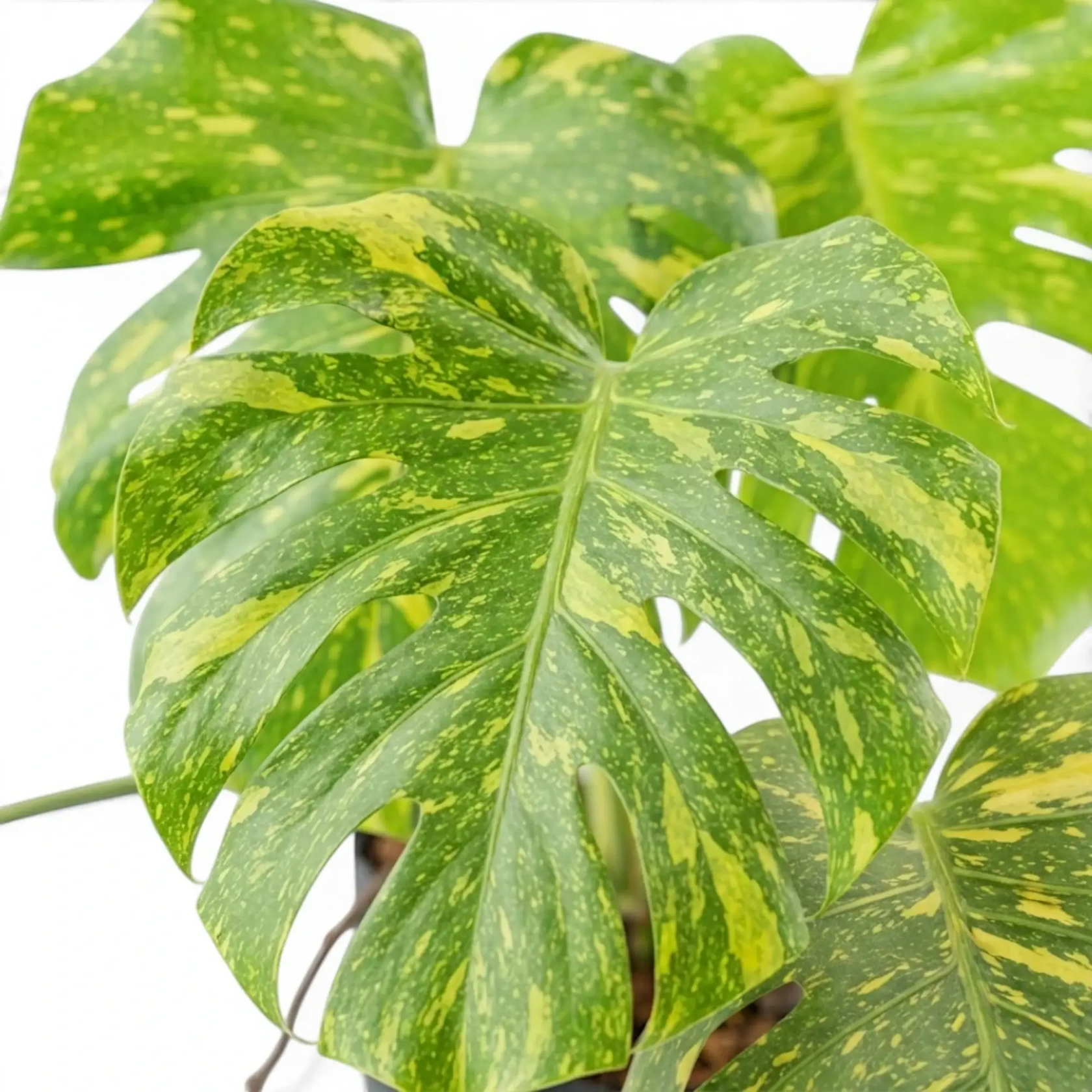 Overlapping Monstera ‘Electrolyte’ leaves with fenestrations and yellow-green variegation.