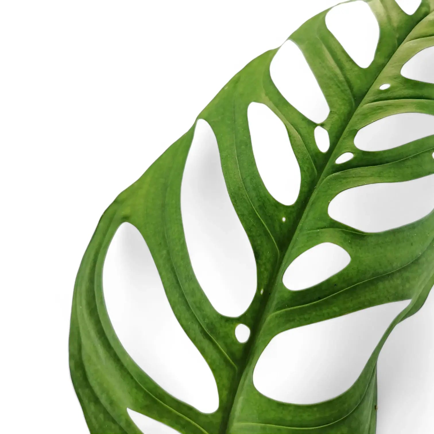 Monstera 'Esqueleto' potted plant in nursery pot on white background.