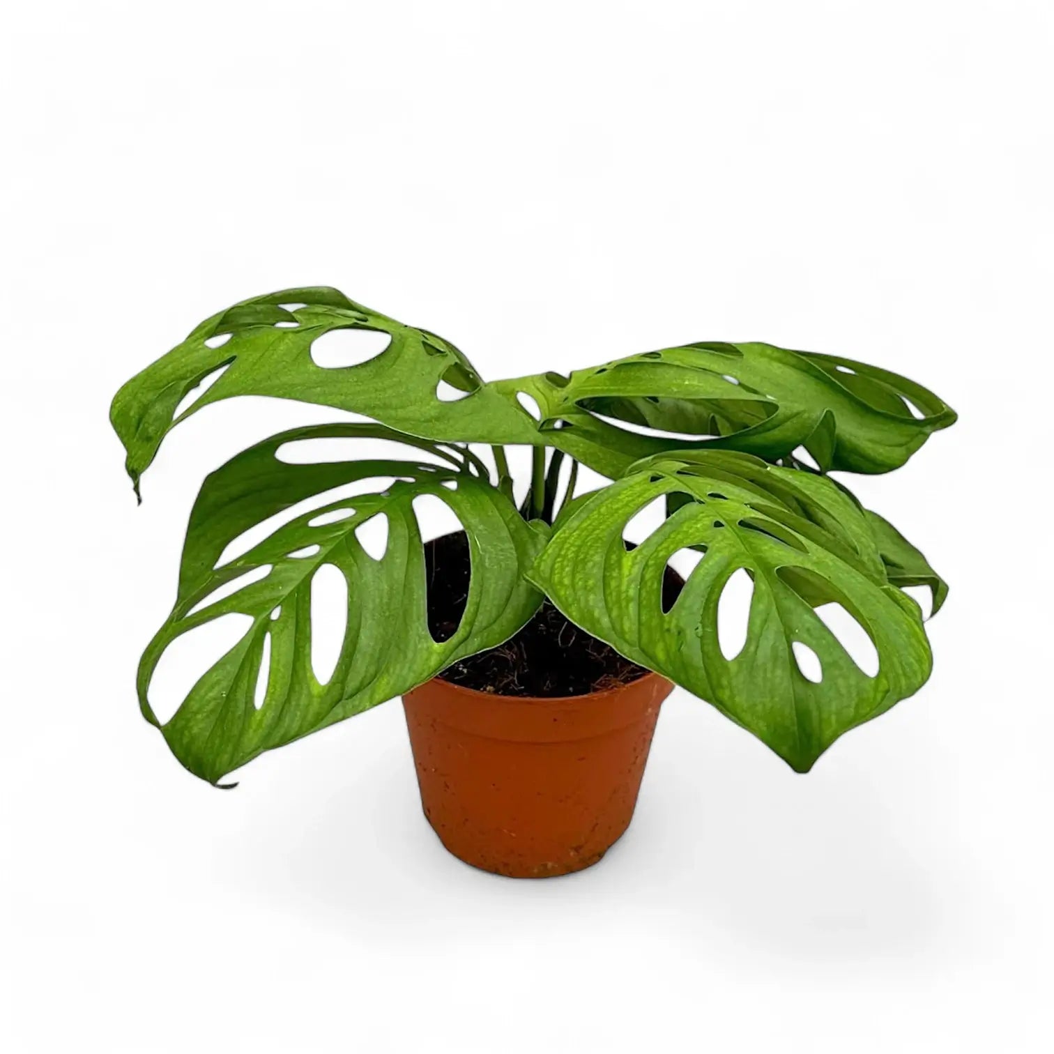 Monstera 'Esqueleto' potted plant in nursery pot on white background.