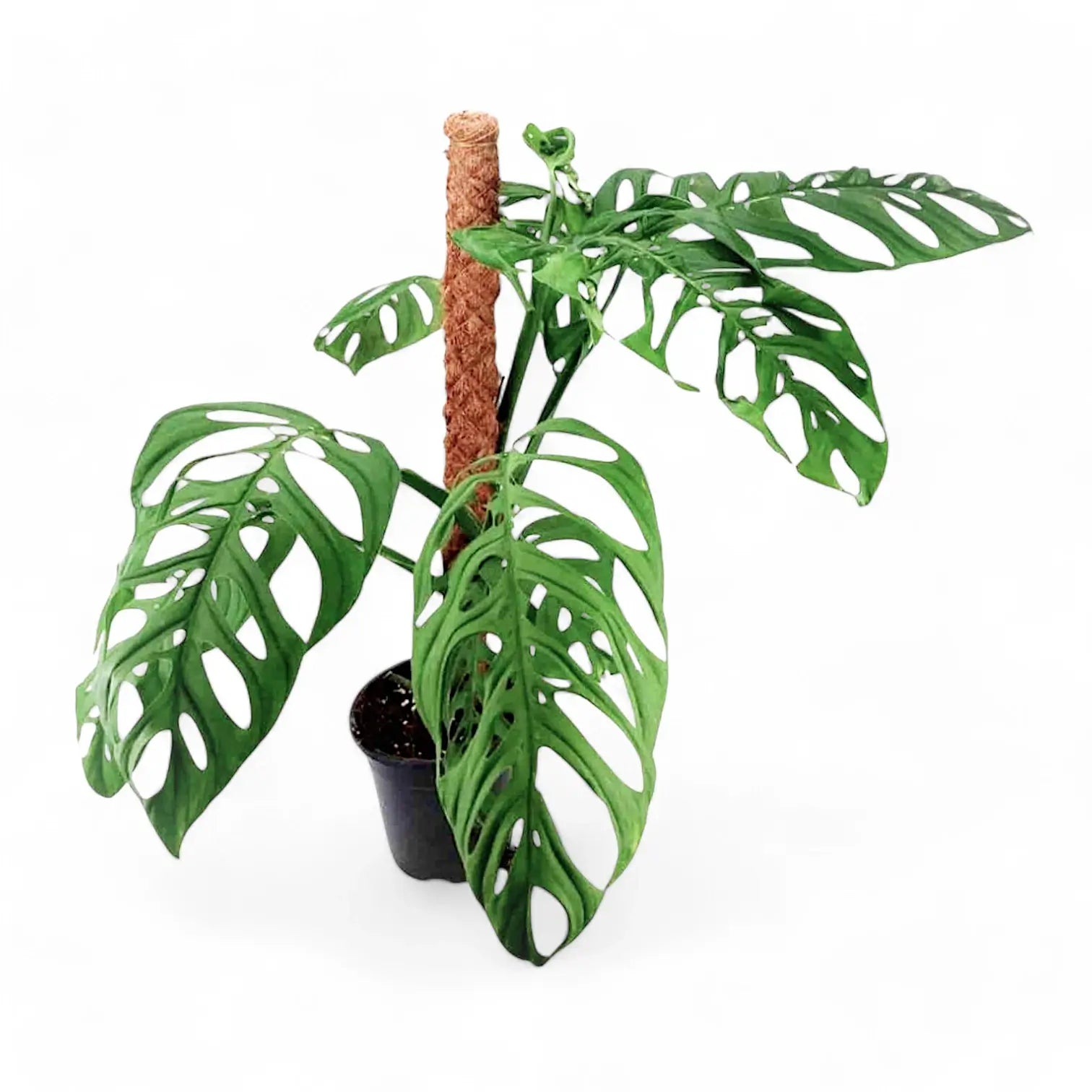 Monstera 'Esqueleto' potted plant in nursery pot on white background.