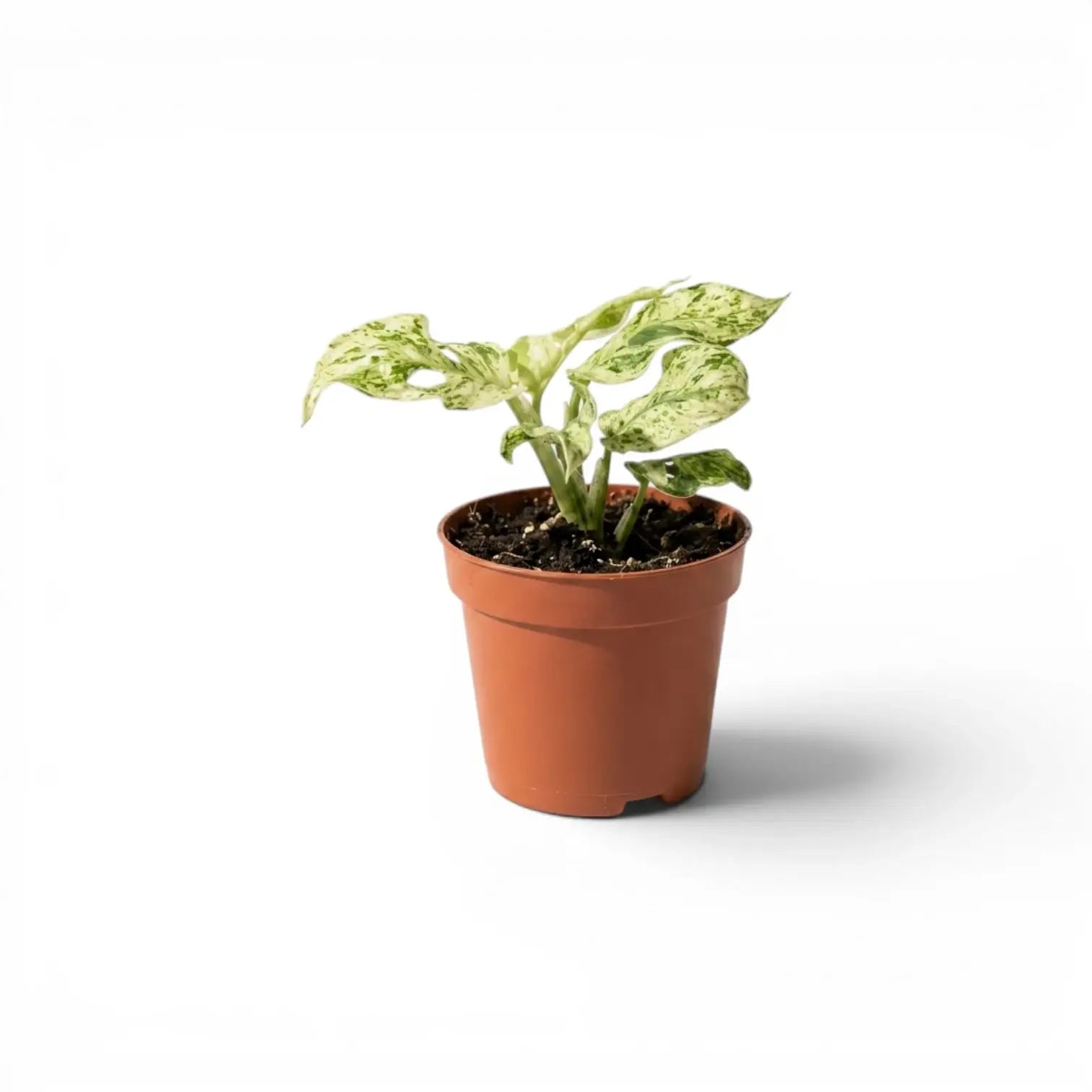 Monstera adansonii 'Frozen Freckles' variegated baby plant in a nursery pot on white background