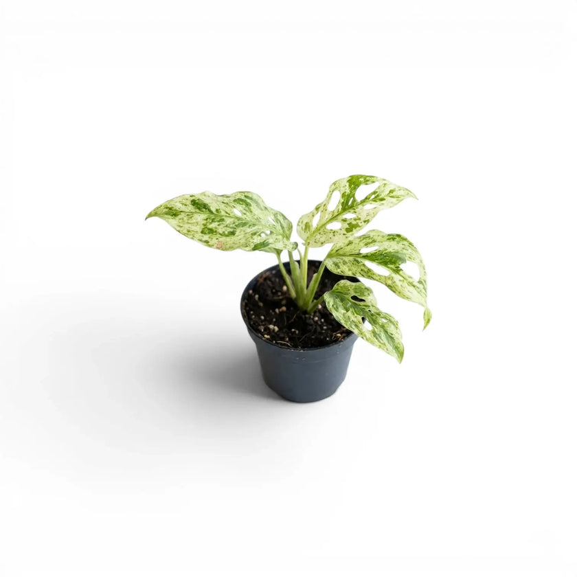 Monstera adansonii 'Frozen Freckles' variegated baby plant in a nursery pot on white background