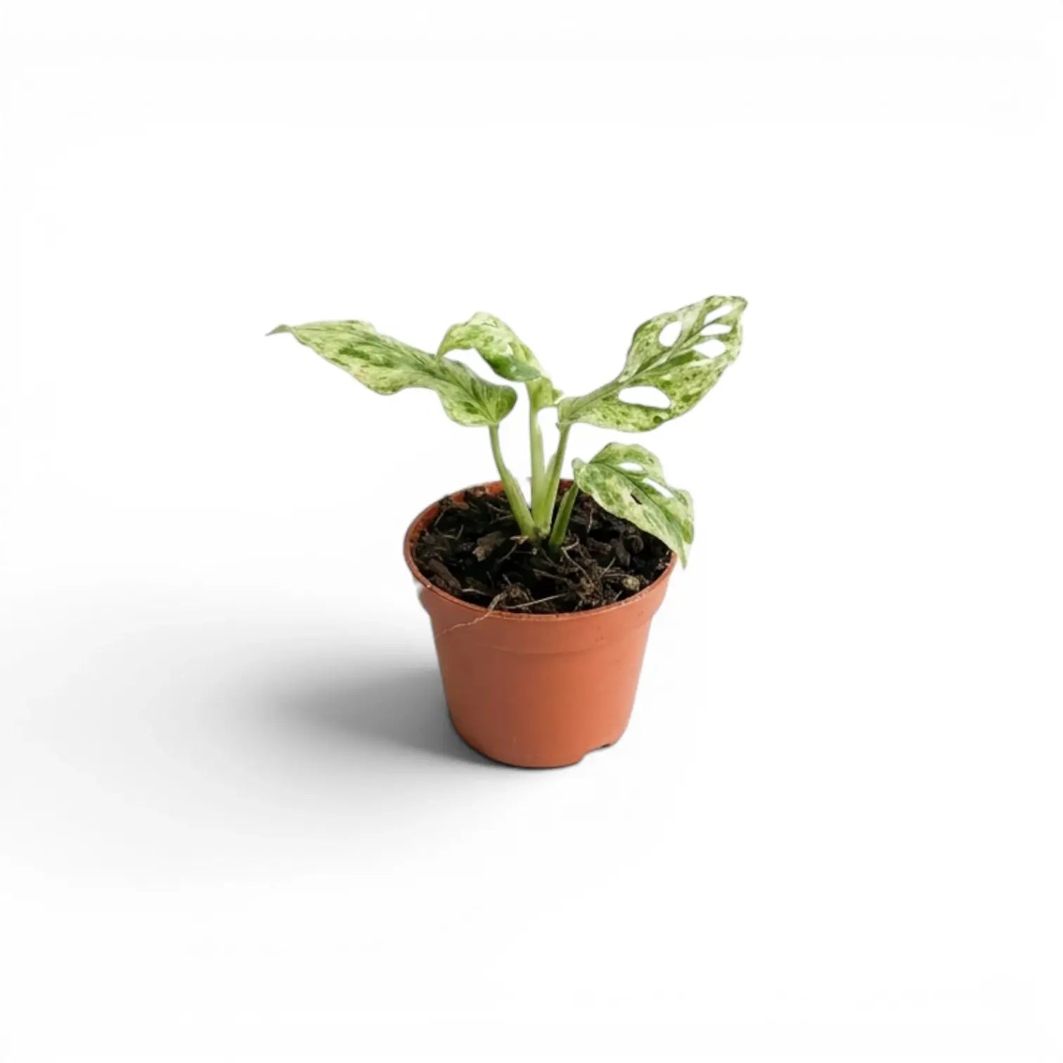 Monstera adansonii 'Frozen Freckles' variegated baby plant in a nursery pot on white background