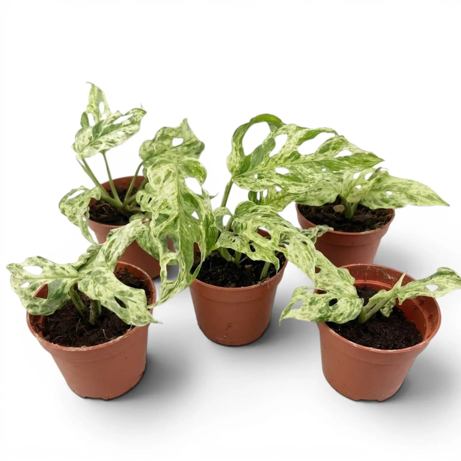 Five specimens of Monstera adansonii 'Frozen Freckles' variegated baby plant in nursery pots on white background