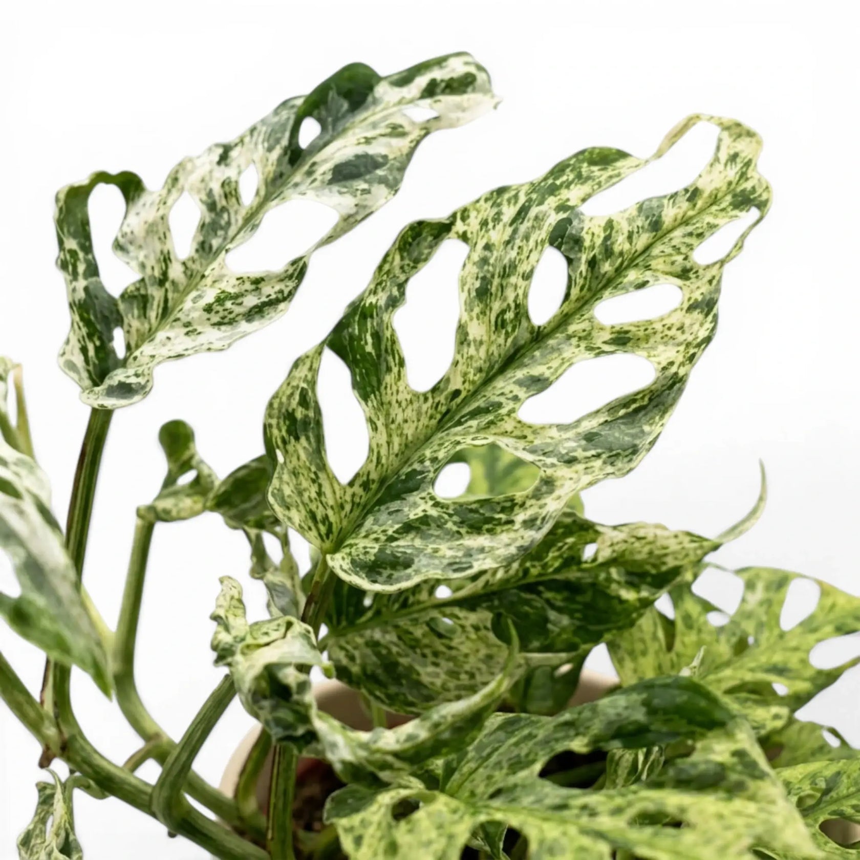 Monstera adansonii 'Frozen Freckles' foliage close-up showing the fenestrations and variegation on white background