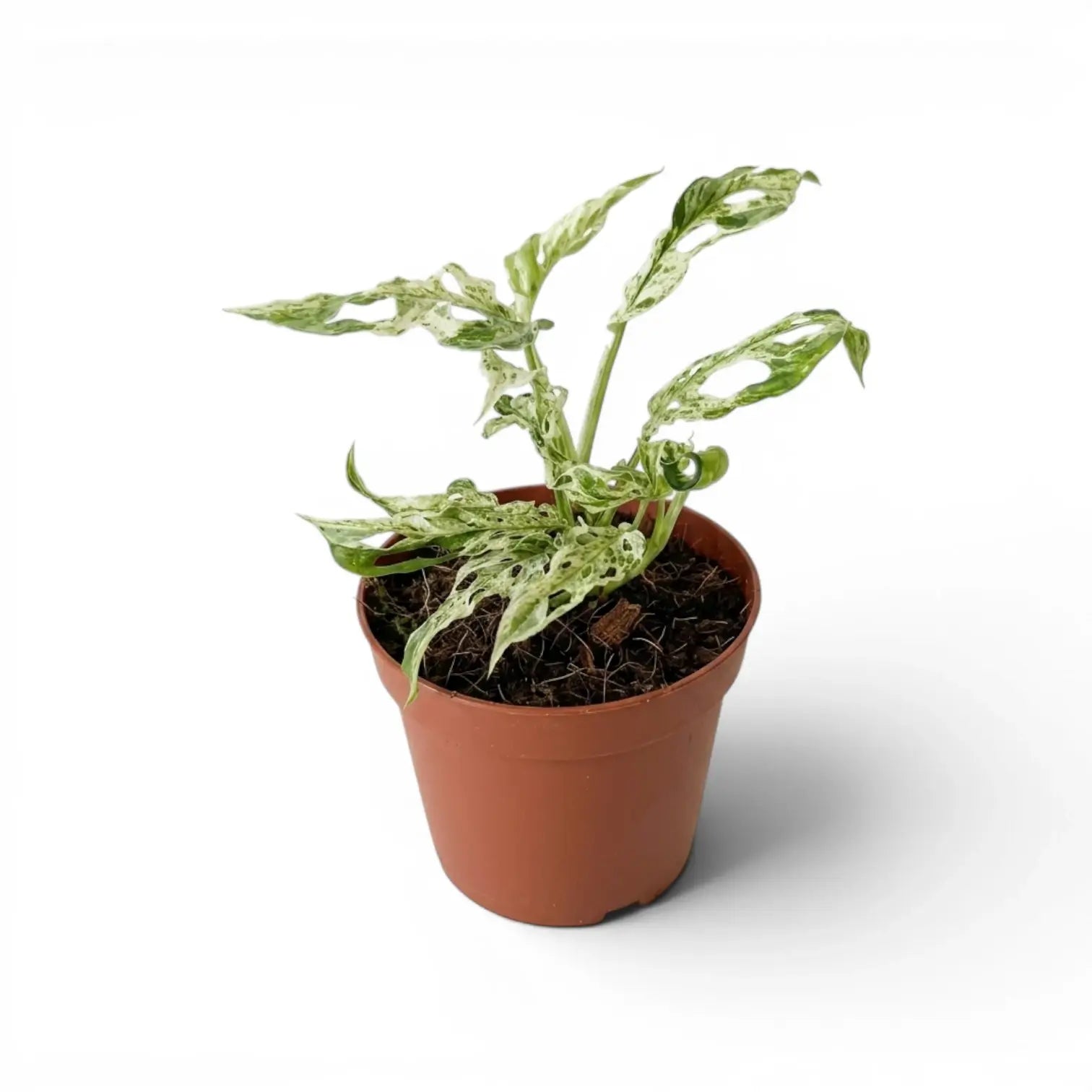 Monstera adansonii 'Frozen Freckles' variegated medium-sized plant in a nursery pot on white background