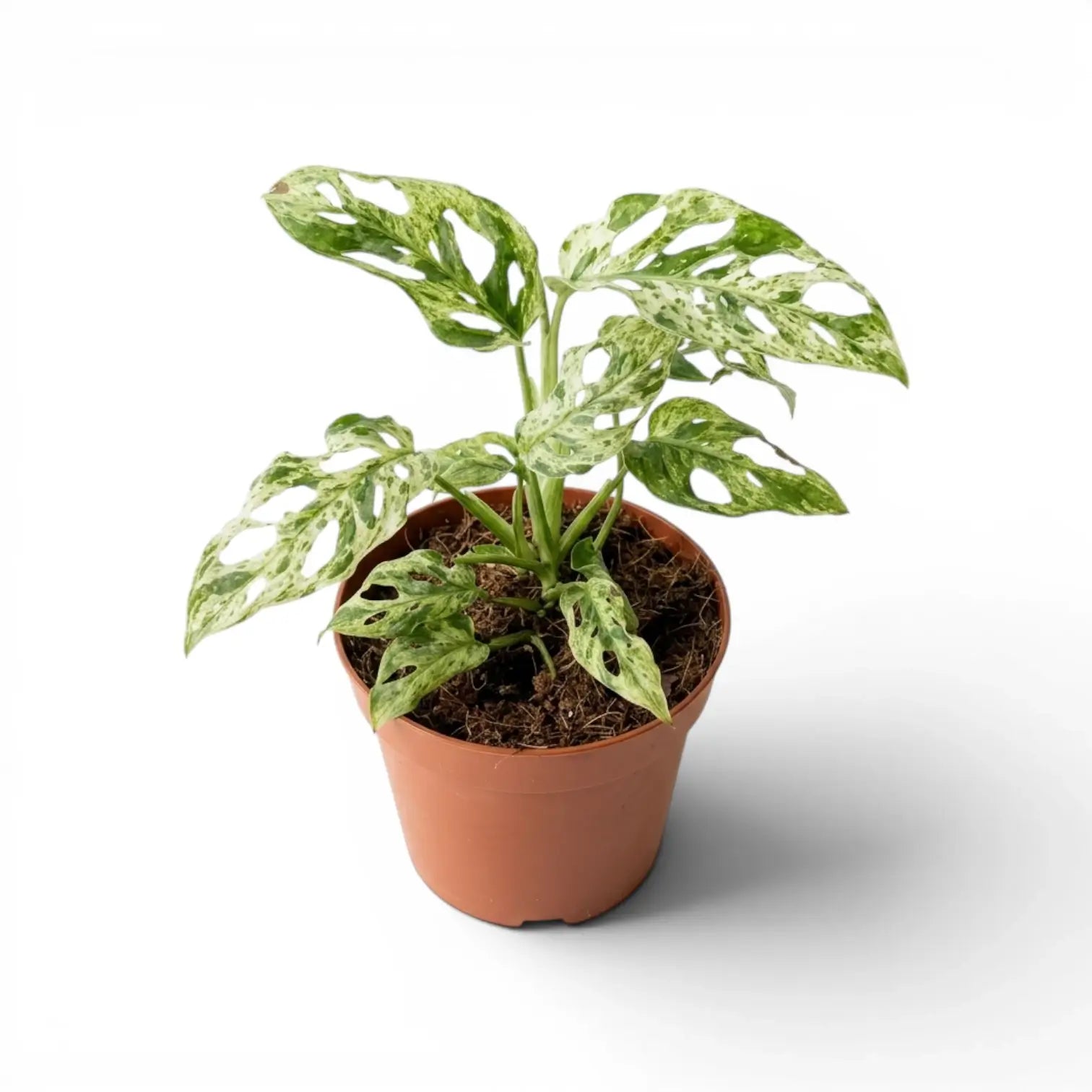 Monstera adansonii 'Frozen Freckles' variegated medium-sized plant in a nursery pot on white background