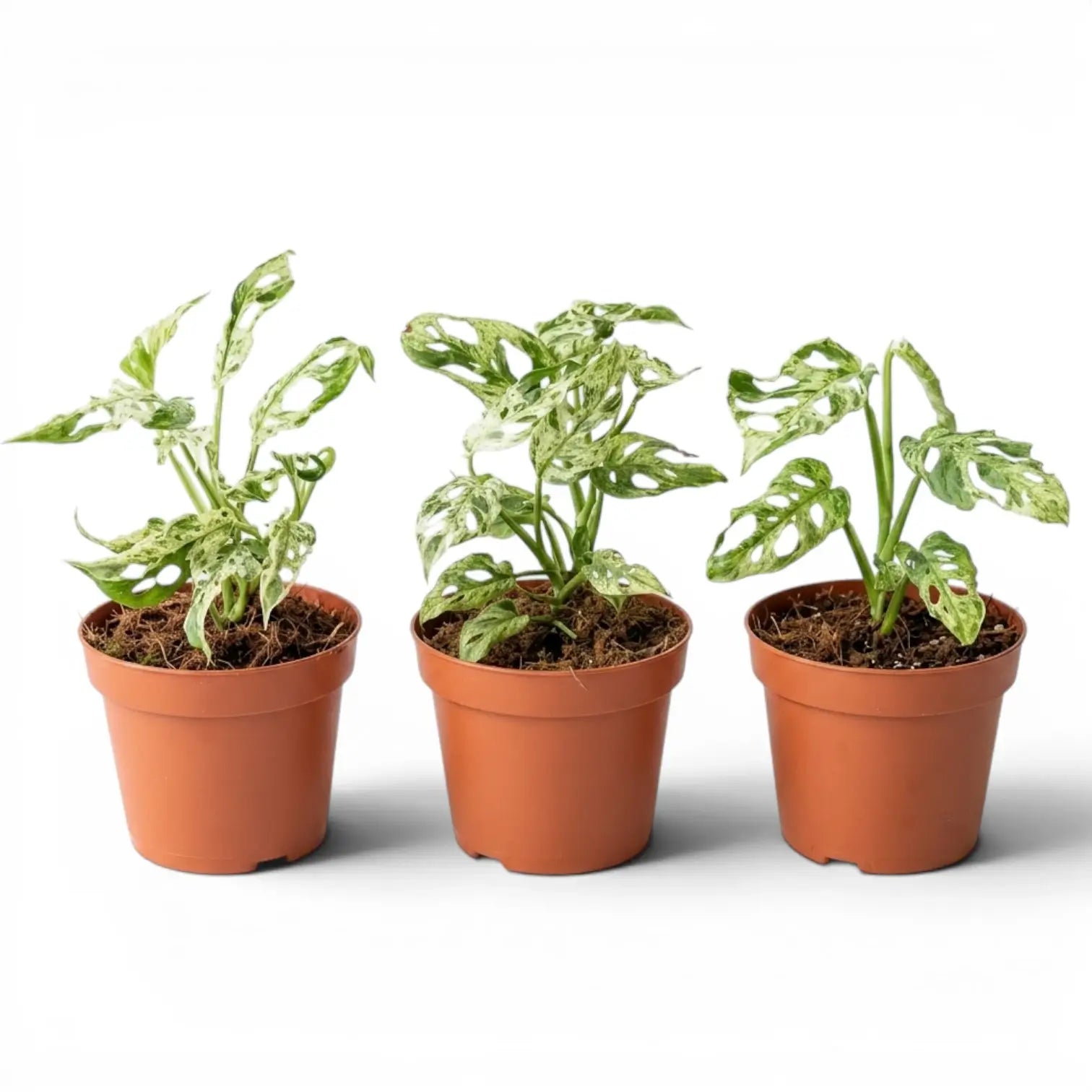 Three Monstera adansonii 'Frozen Freckles' variegated medium-sized plants in a nursery pot on white background
