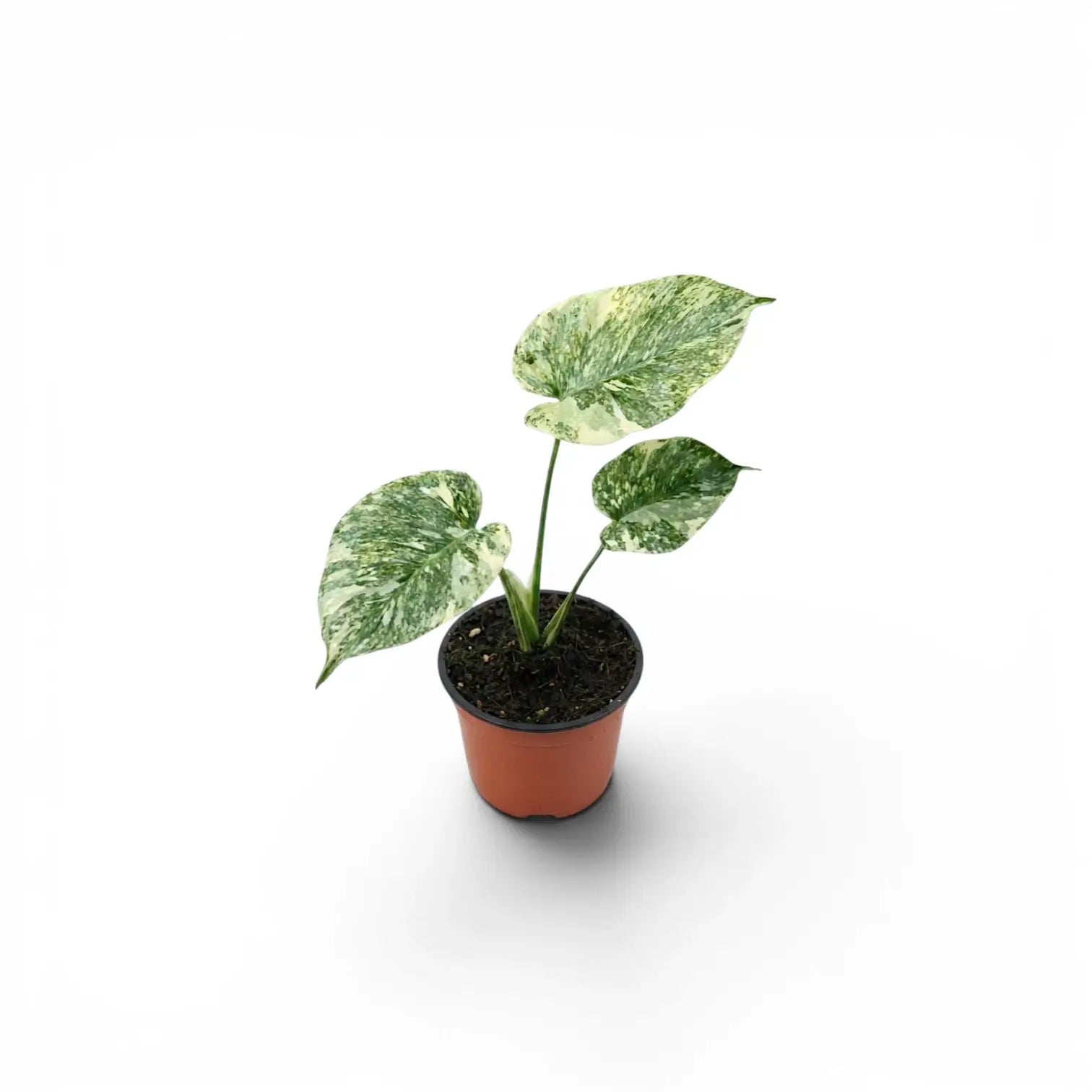 Monstera ‘Green Snow’ baby plant with three pale, finely marbled leaves in a terracotta nursery pot.