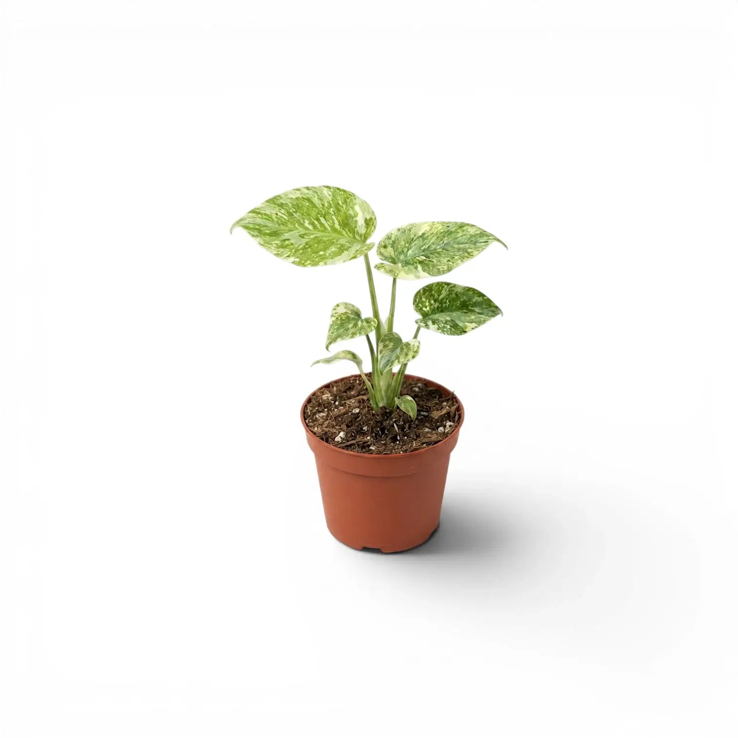 Monstera ‘Green Snow’ baby plant with cream-splashed green leaves in a terracotta nursery pot.