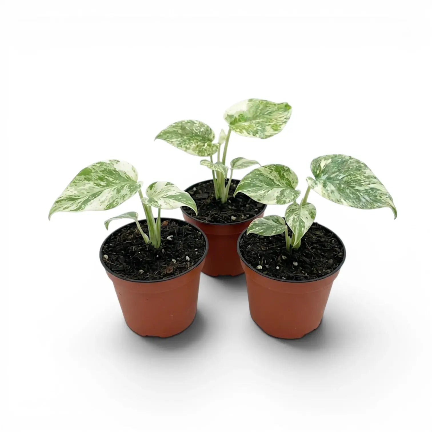 Three Monstera ‘Green Snow’ baby plants with pale marbled foliage in terracotta nursery pots.