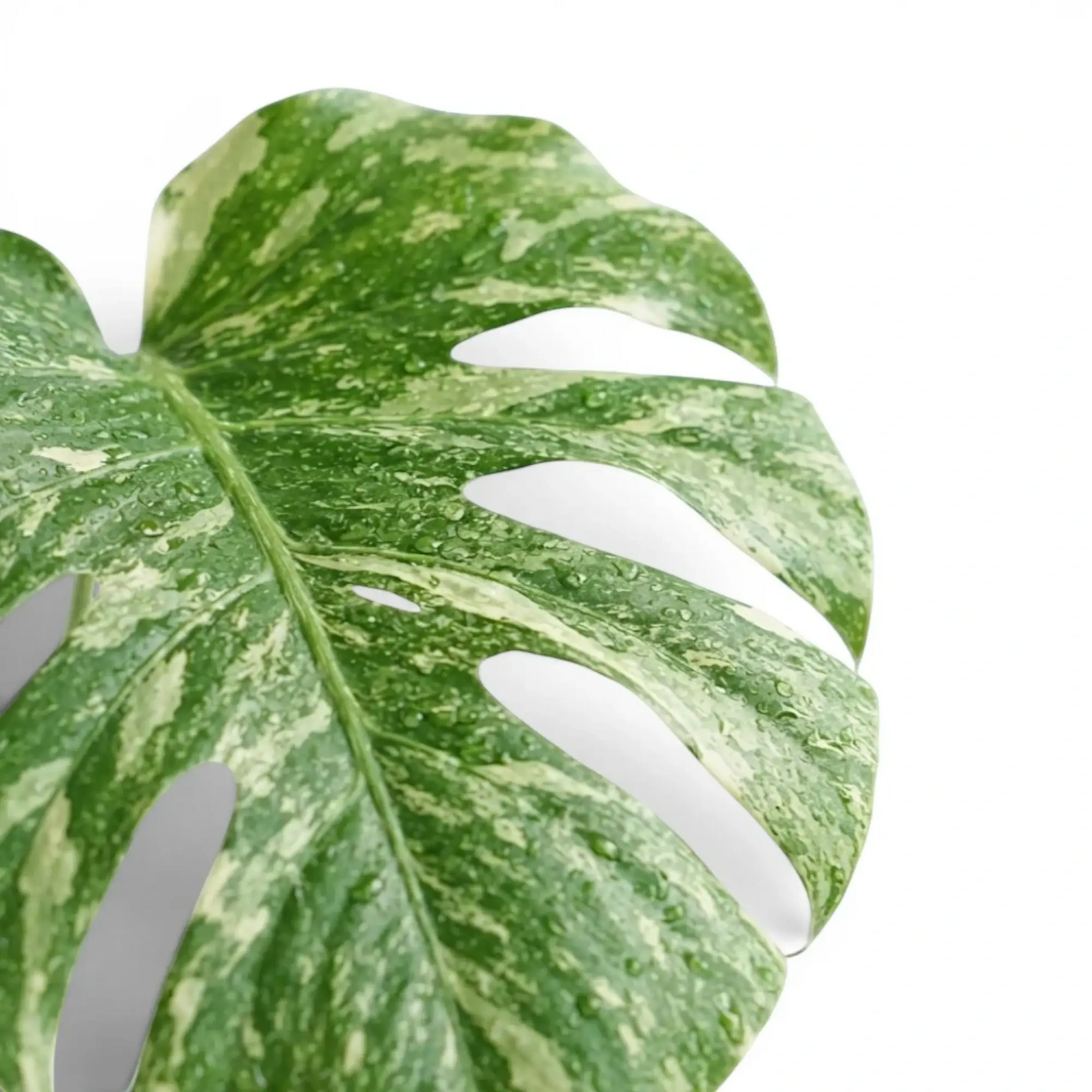 Monstera ‘Green Snow’ fenestrated leaf with fine cream and mint-green marbling.