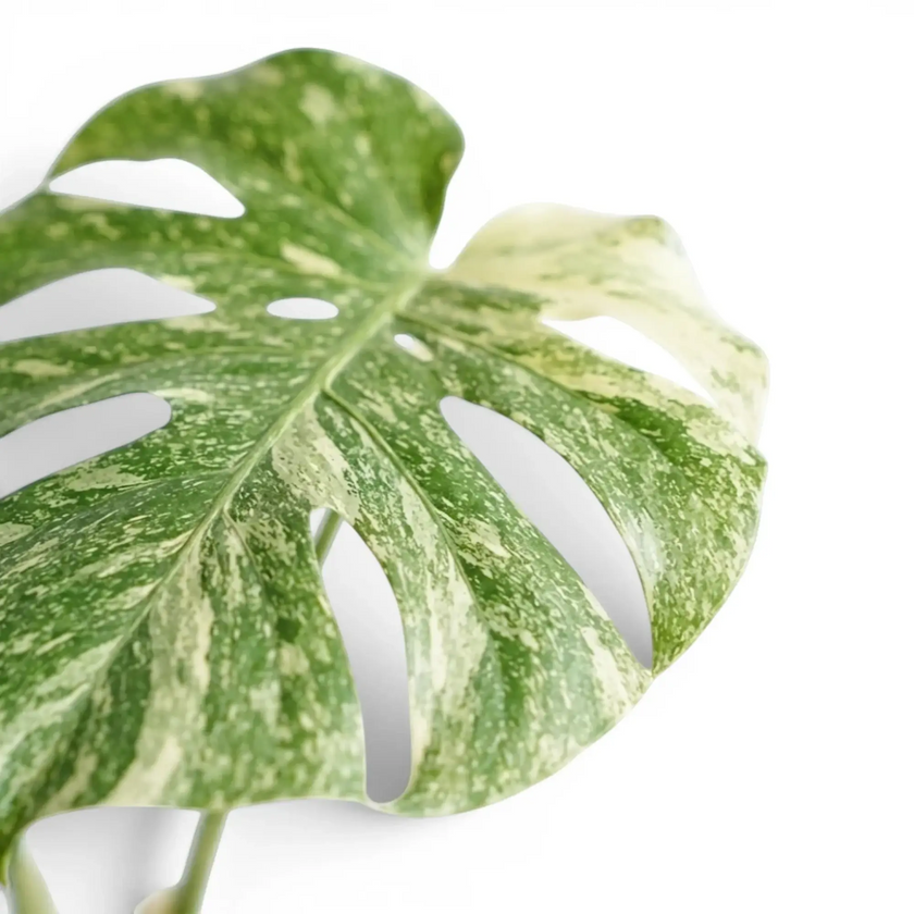 Monstera ‘Green Snow’ fenestrated leaf with a broad cream sector and mint marbling.