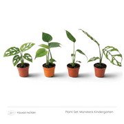 Monstera Kindergarten plant set with four young Monsteras lined up in nursery pots