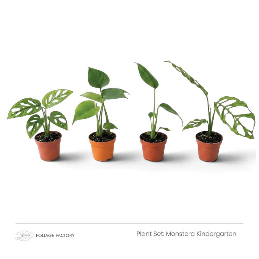 Monstera Kindergarten plant set with four young Monsteras lined up in nursery pots