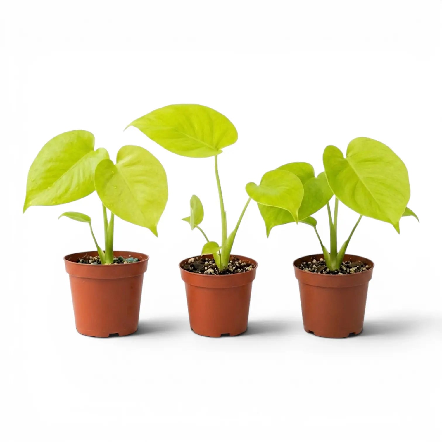 Monstera Lemon Lime baby plant with lime-green leaves in a nursery pot.