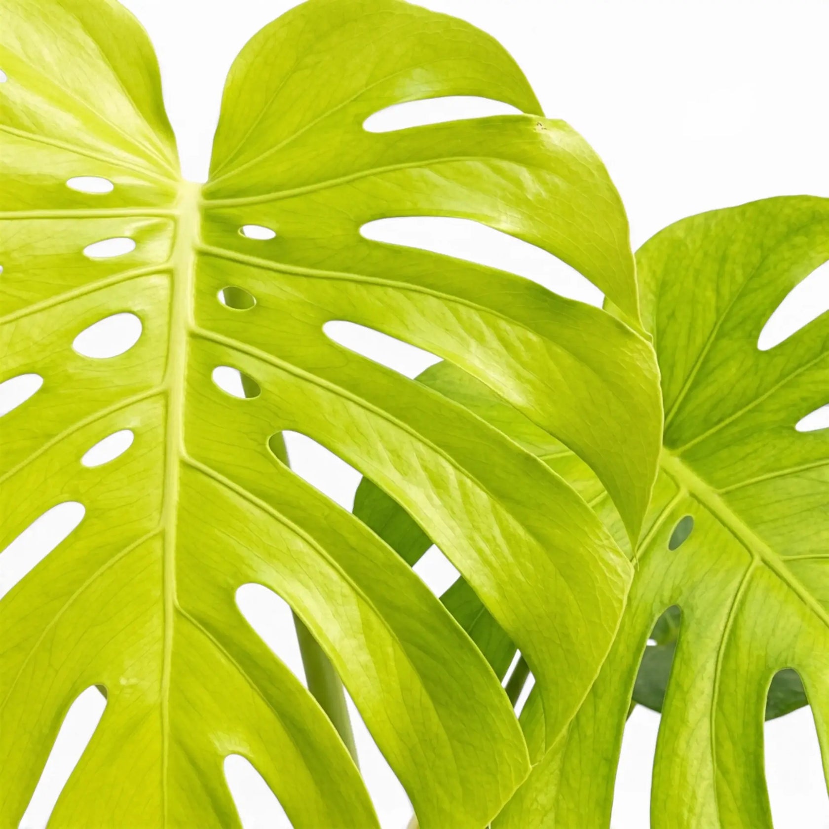 Monstera Lemon Lime foliage close-up with lime-green variegated leaves.