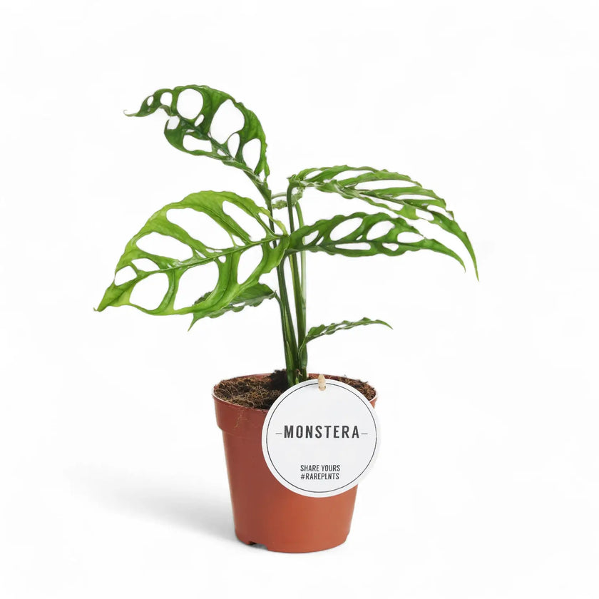 Monstera obliqua (Peru) potted plant in nursery pot on white background.