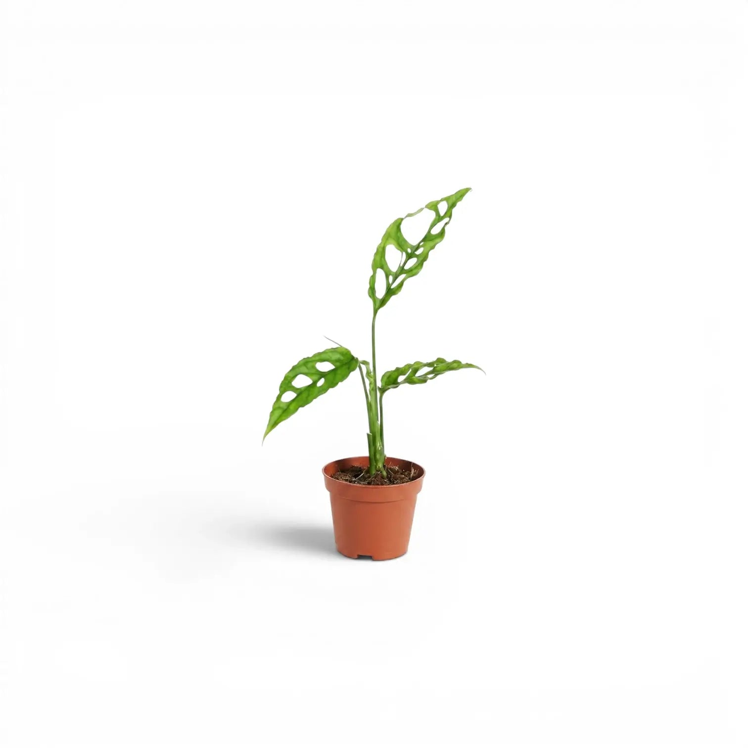 Monstera obliqua Peru baby plant in a nursery pot on white background