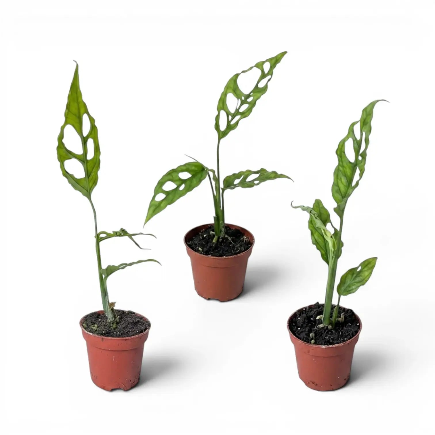 Monstera obliqua Peru baby plant in a nursery pot on white background