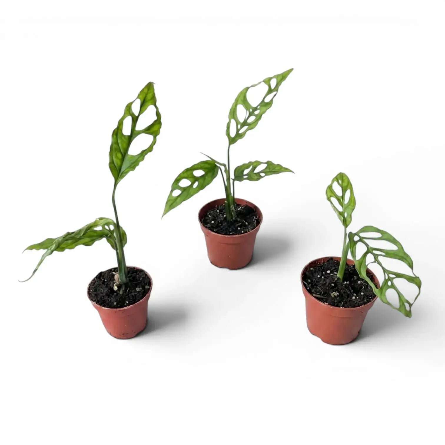 Monstera obliqua Peru baby plant in a nursery pot on white background