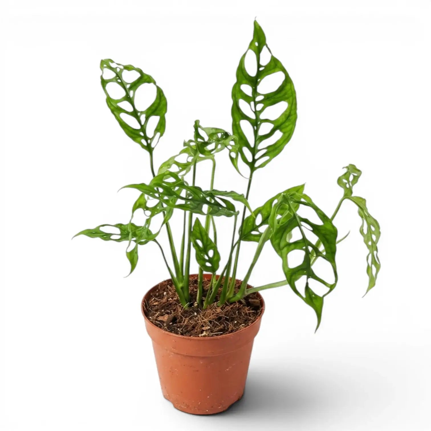 Monstera obliqua Peru medium-sized plant in a nursery pot on white background