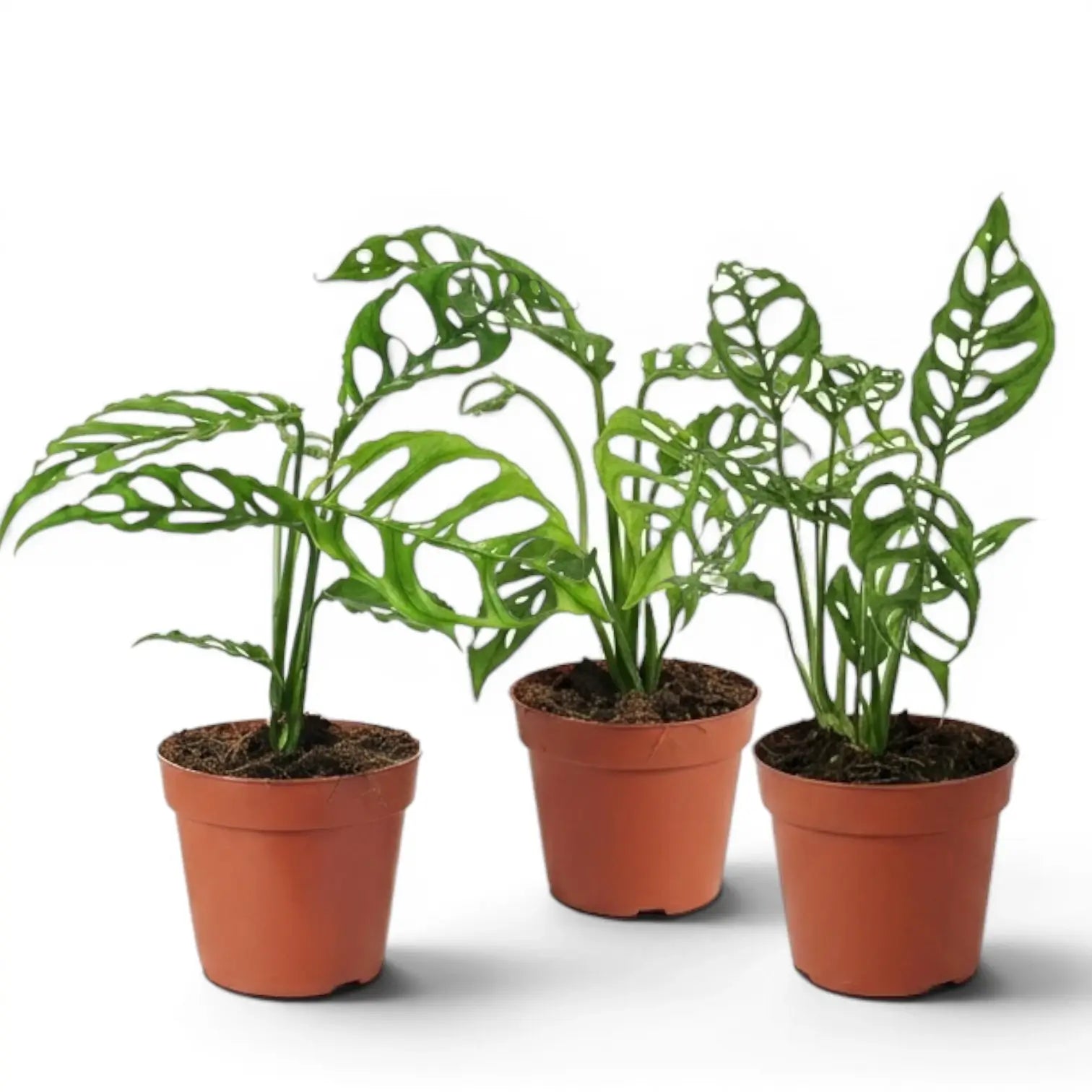 Monstera obliqua Peru medium-sized plant in a nursery pot on white background