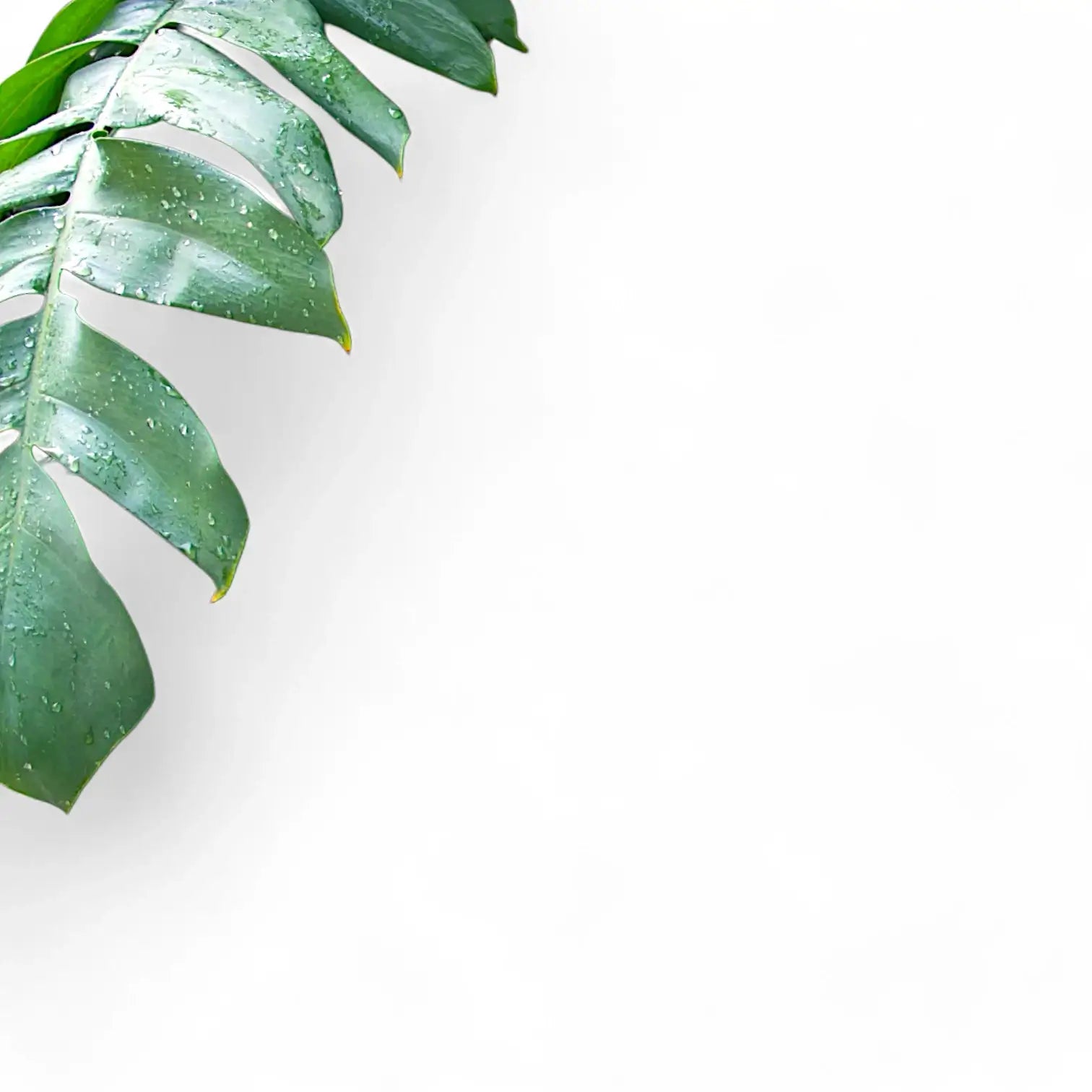 Monstera pinnatipartita Zimmerpflanze im Anzuchttopf vor weißem Hintergrund, Produktfoto 6.