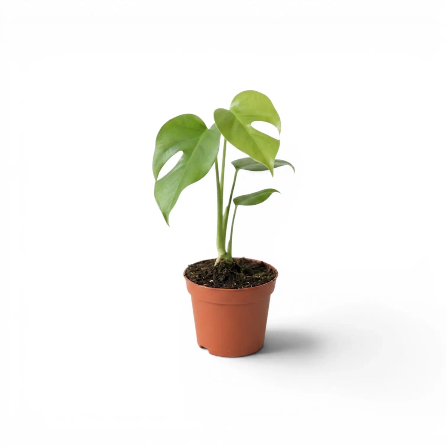 Monstera sierrana baby plant with glossy green leaves and an early split in a terracotta nursery pot.