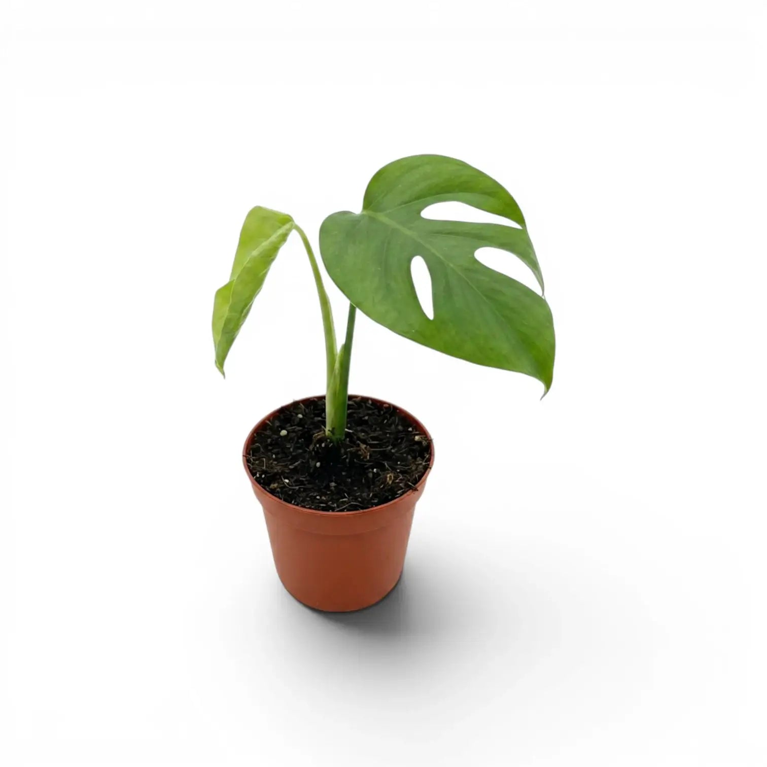 Monstera sierrana baby plant with one fenestrated leaf and fresh green growth in a terracotta nursery pot.