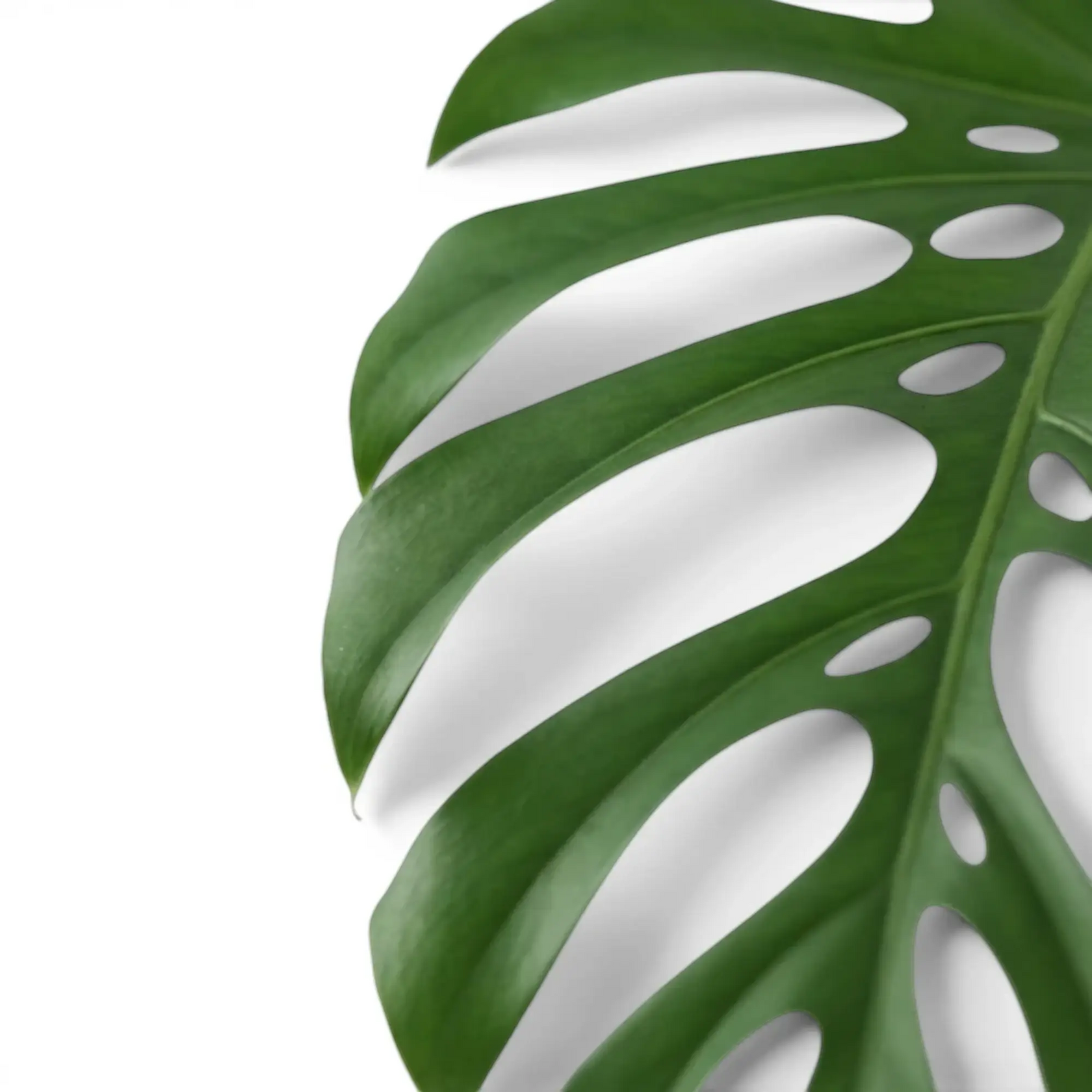 Monstera sierrana leaf with deep divisions and a row of inner fenestrations.