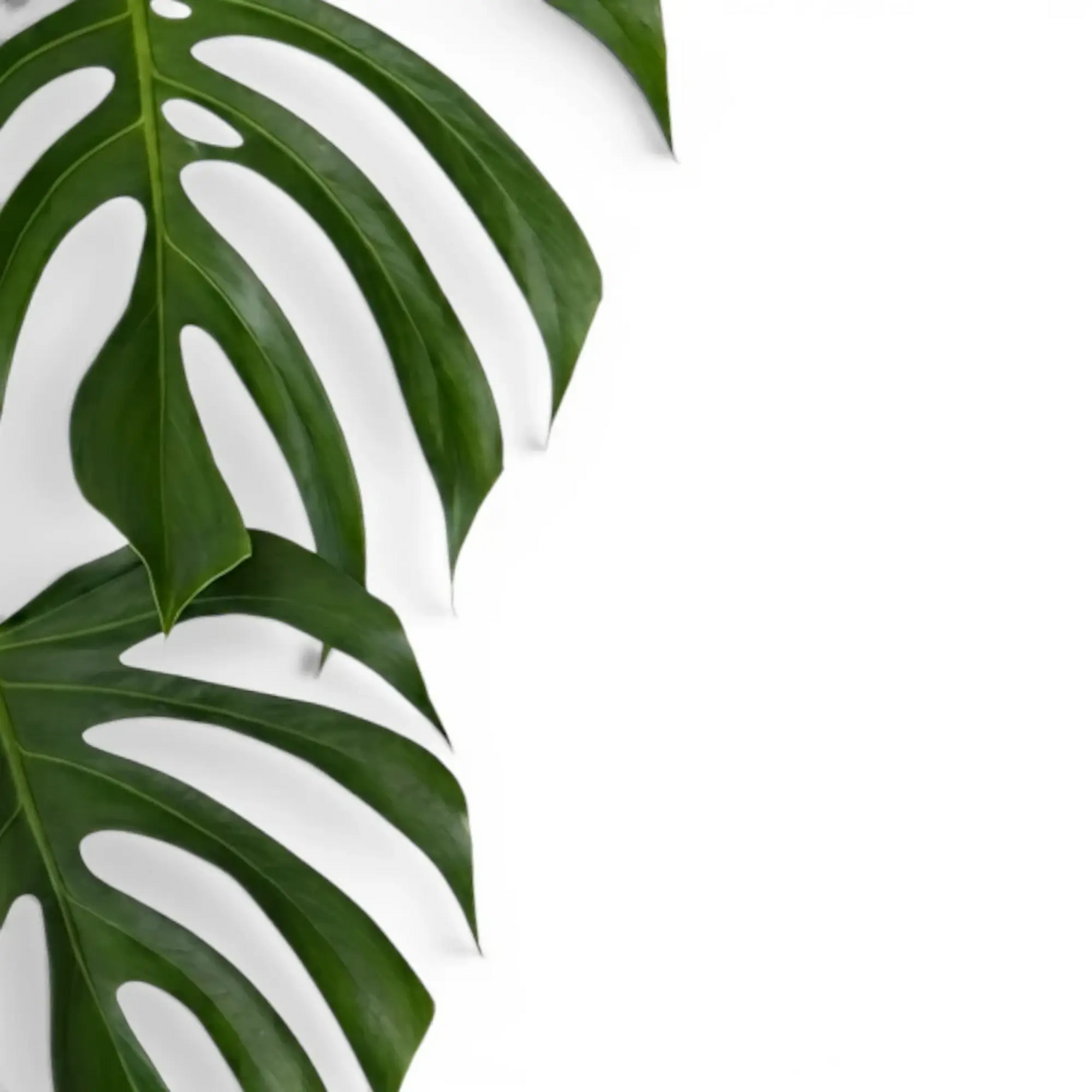Monstera sierrana foliage with elongated lobes and clean oval fenestrations.