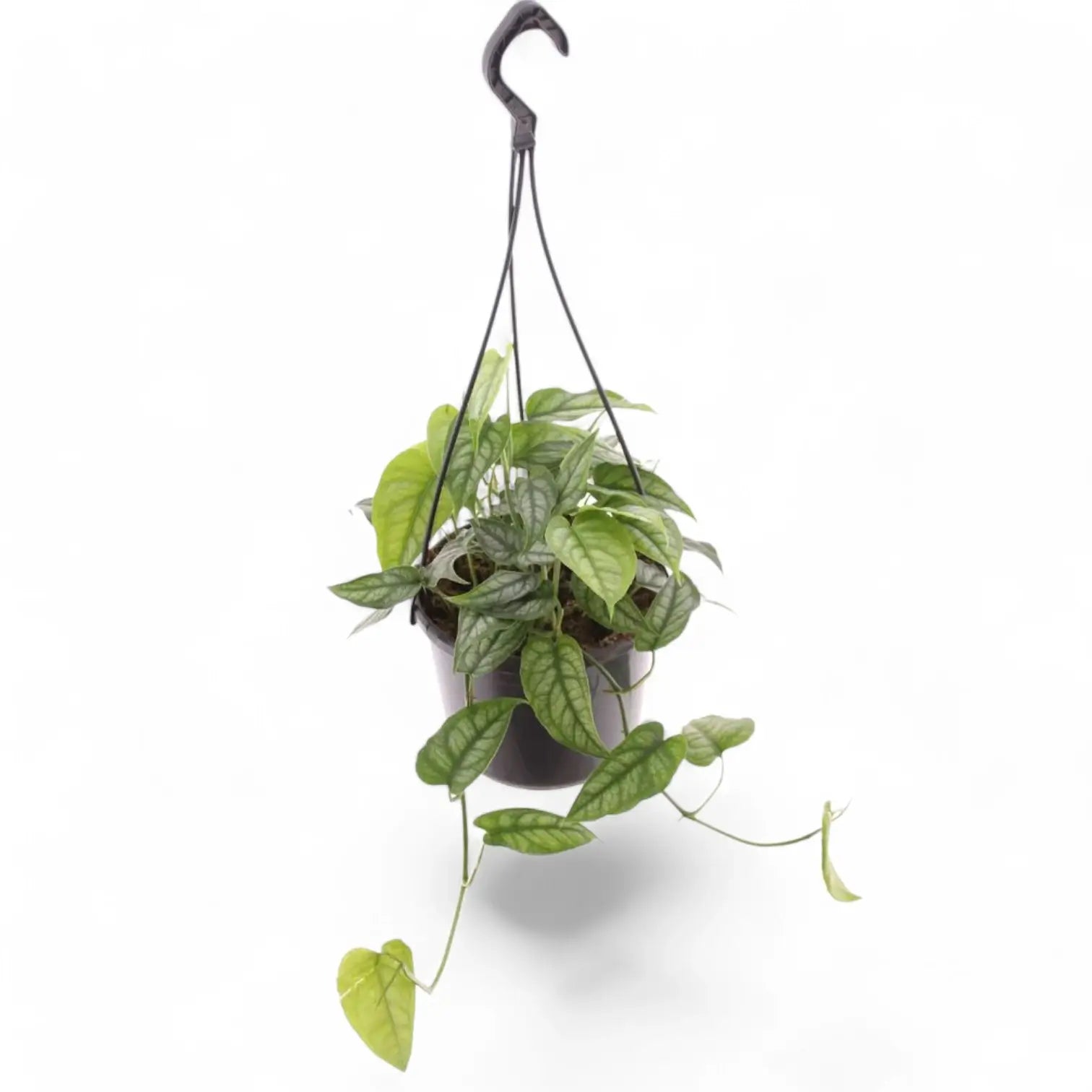 Monstera siltepecana – Zimmerpflanze im Kulturtopf auf weißem Hintergrund, Produktfoto 4.