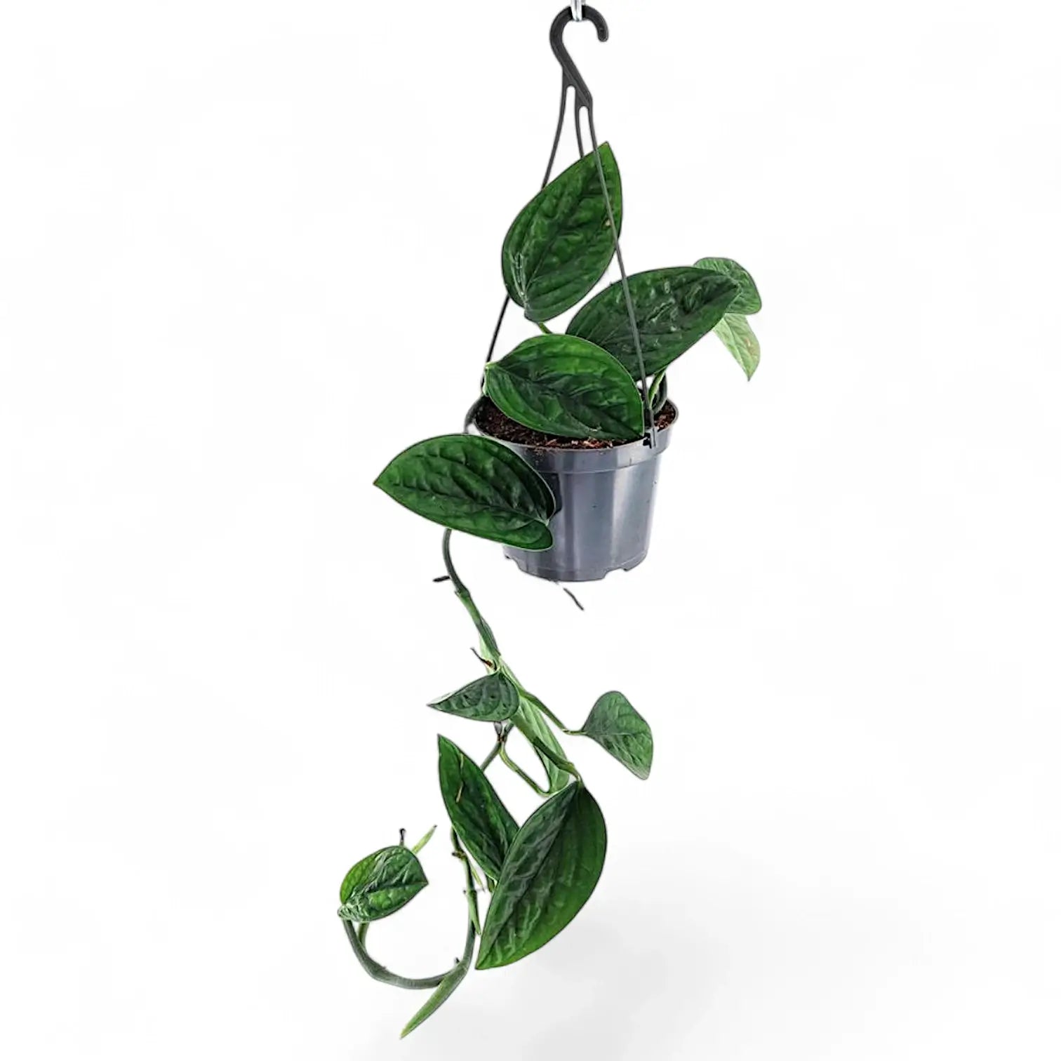 Monstera sp. Peru ('Karstenianum') – Zimmerpflanze im Kulturtopf auf weißem Hintergrund, Produktfoto 3.