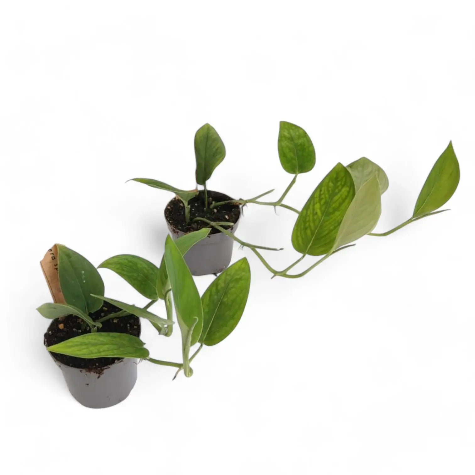 Monstera sp. Velvet (Peru) Zimmerpflanze im Anzuchttopf vor weißem Hintergrund, Produktfoto 2.