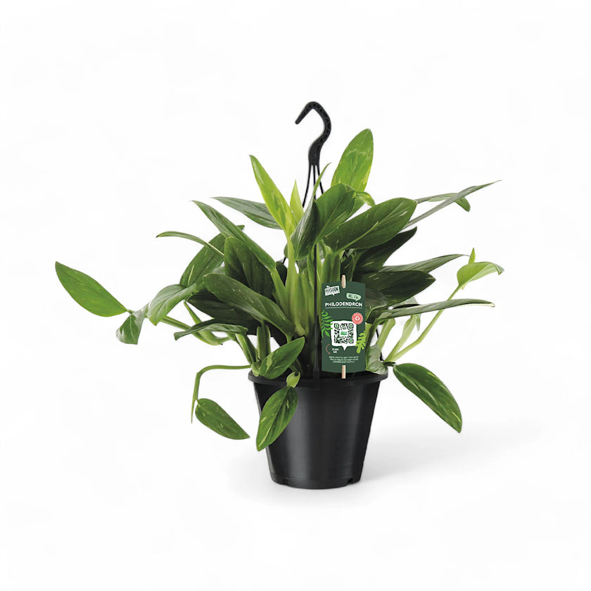 Monstera standleyana variegata – Zimmerpflanze im Kulturtopf auf weißem Hintergrund, Produktfoto 2.