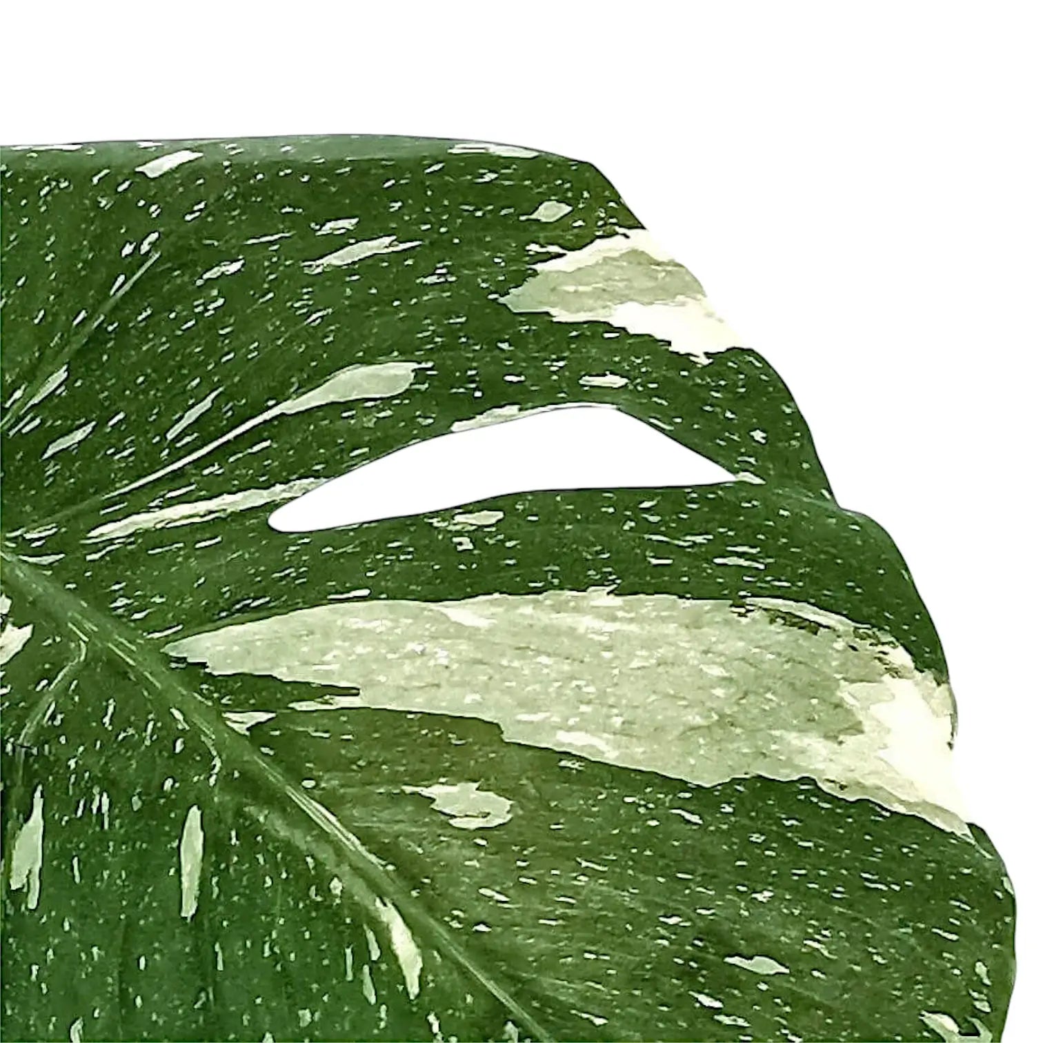 Monstera 'Thai Constellation' close-up of leaf on white background.