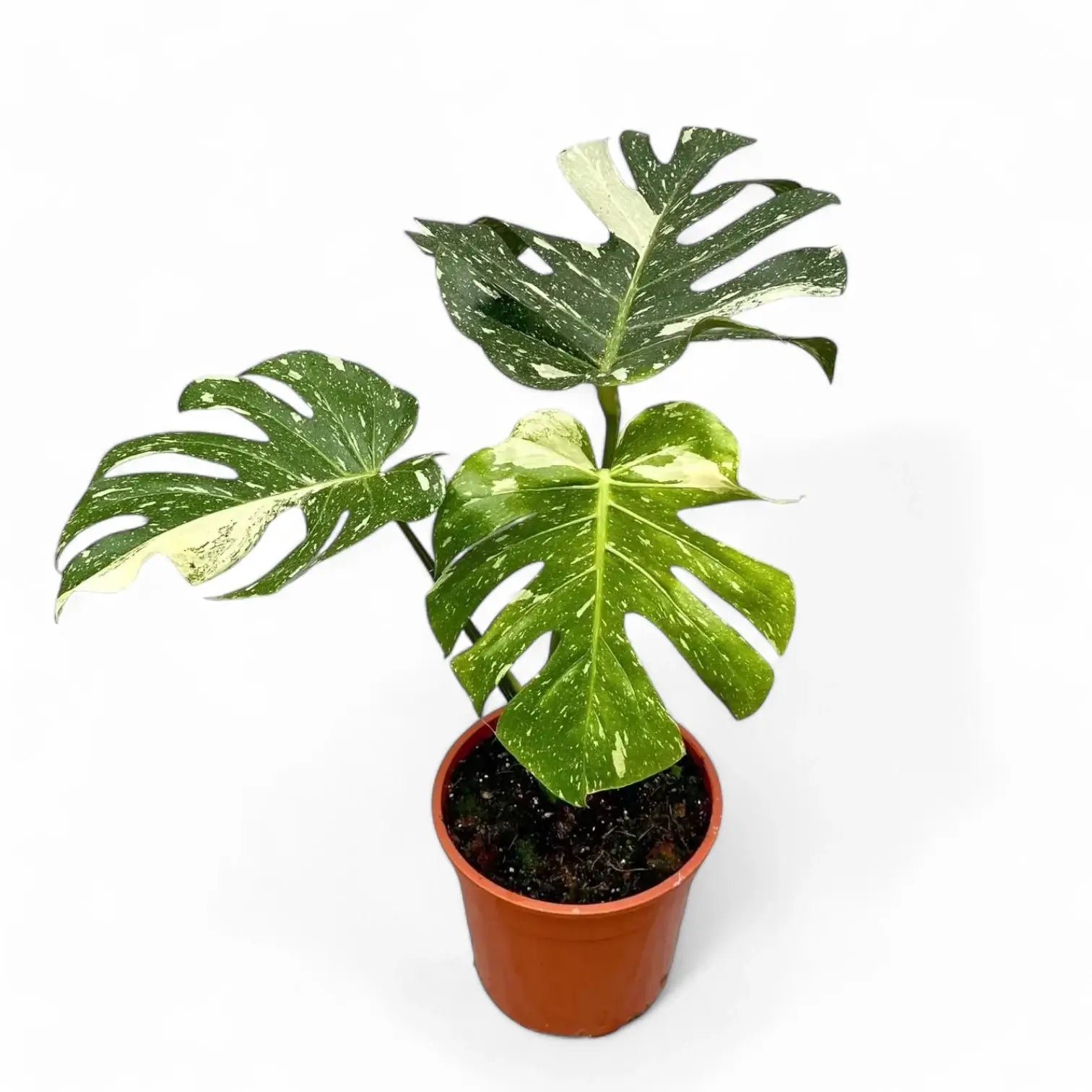 Monstera 'Thai Constellation' potted plant in nursery pot on white background.