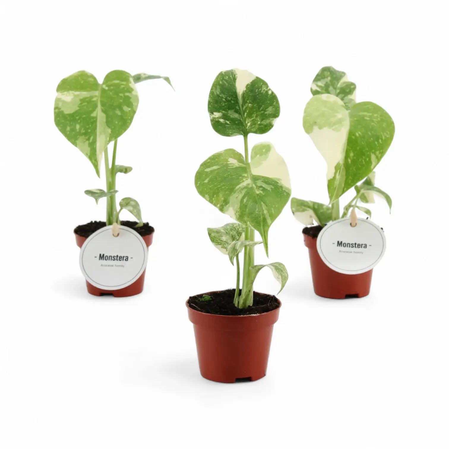Monstera 'Thai Constellation' potted plant in nursery pot on white background.